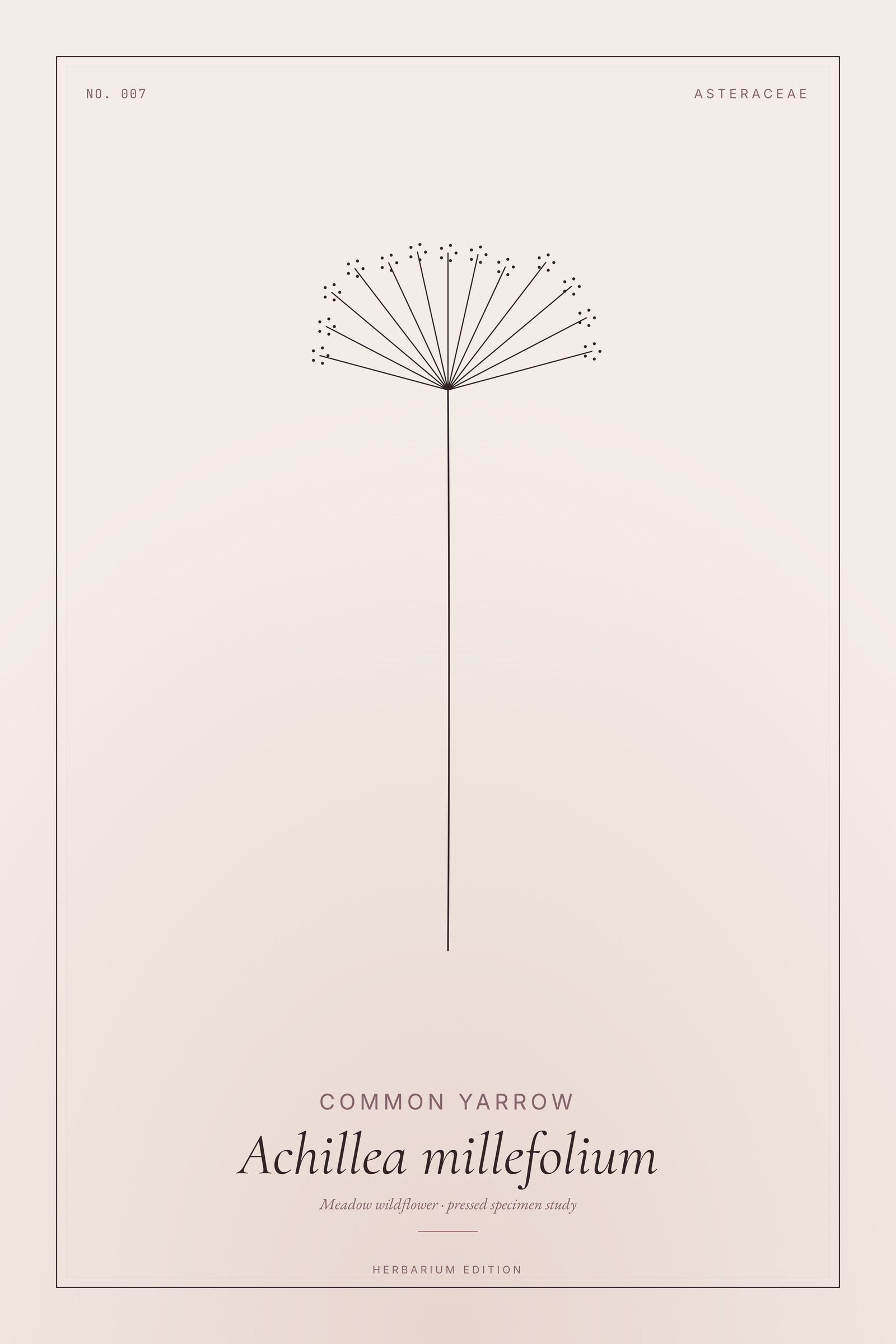 Common Yarrow — Botanical Specimen