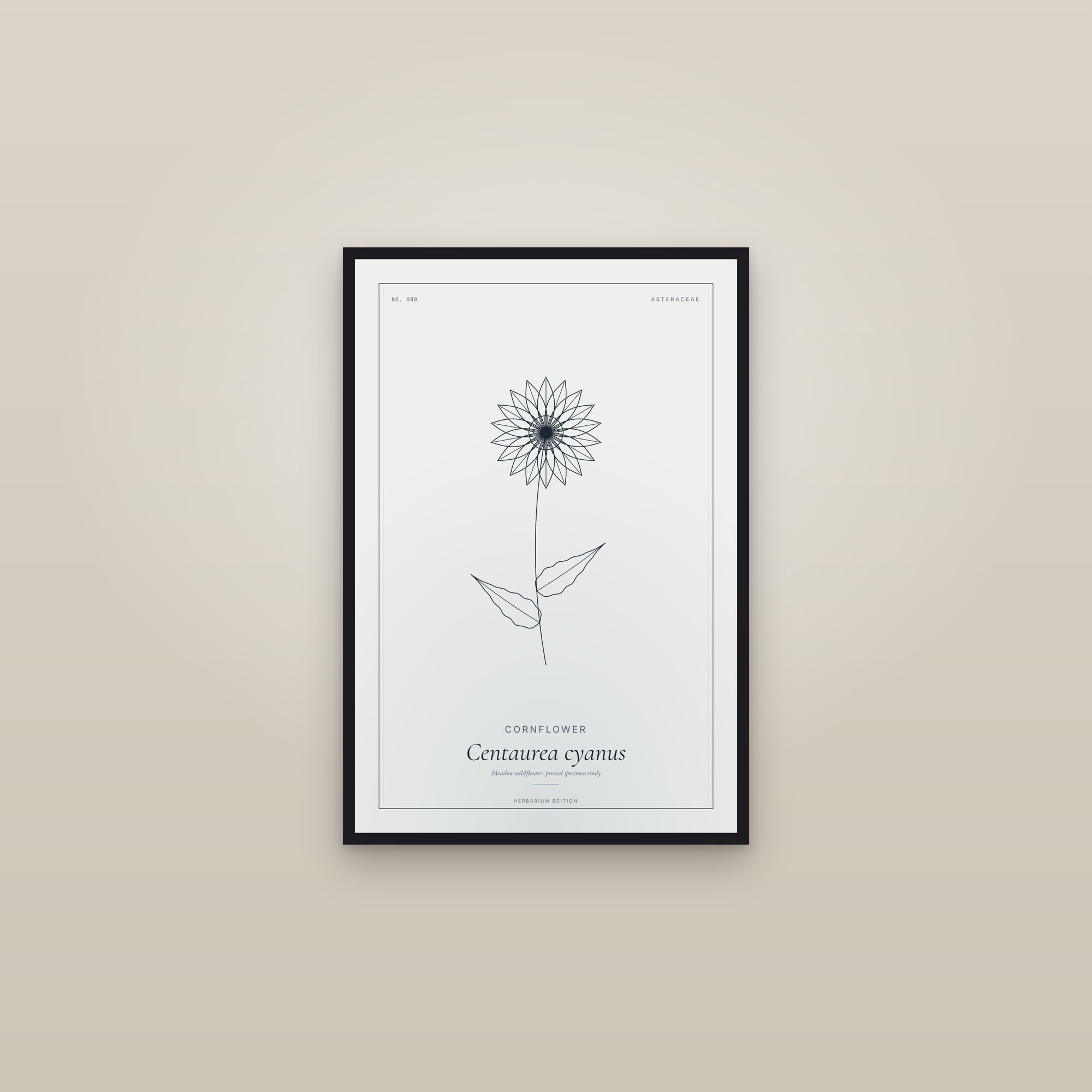 Cornflower — Botanical Specimen — framed in a gallery setting
