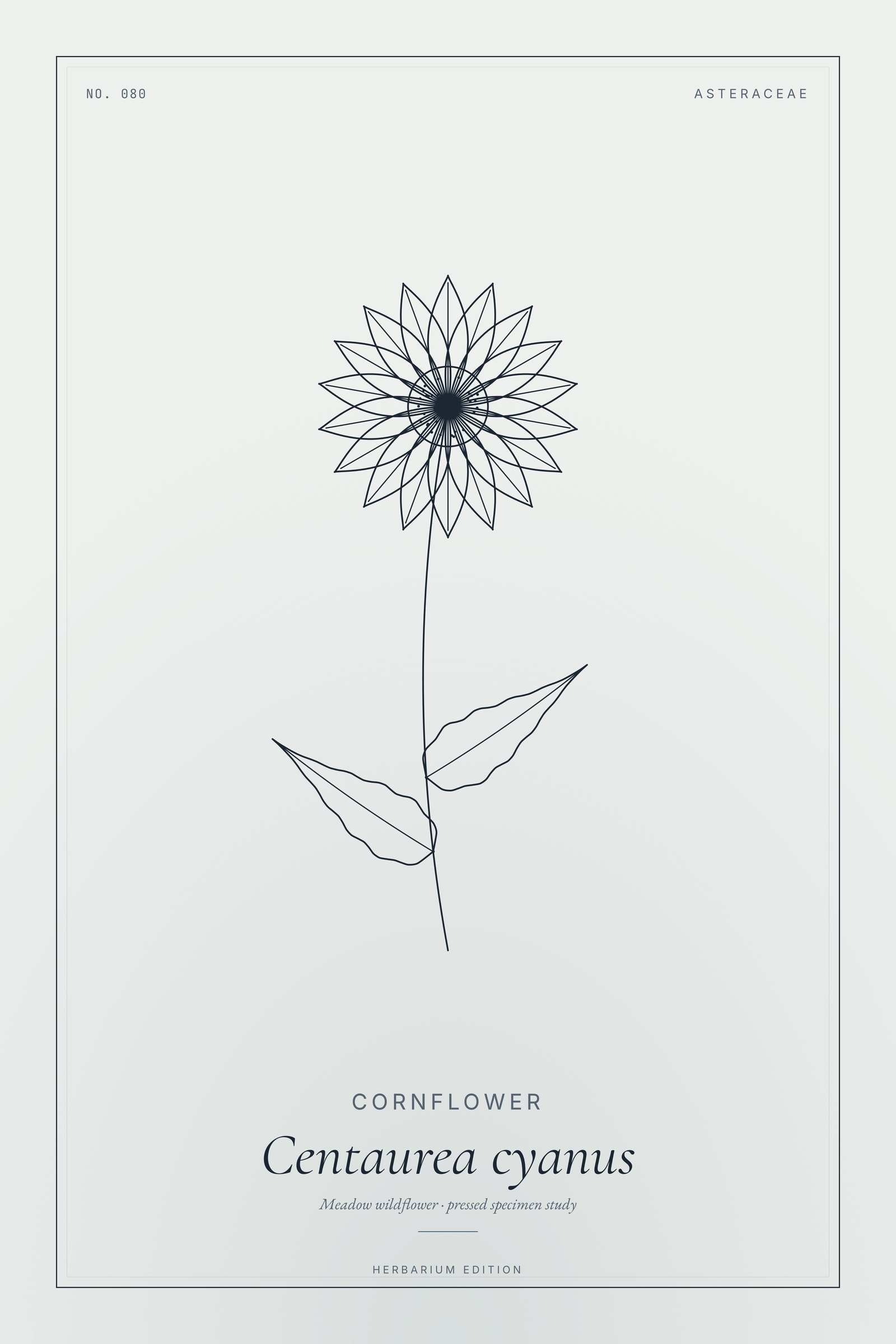 Cornflower — Botanical Specimen