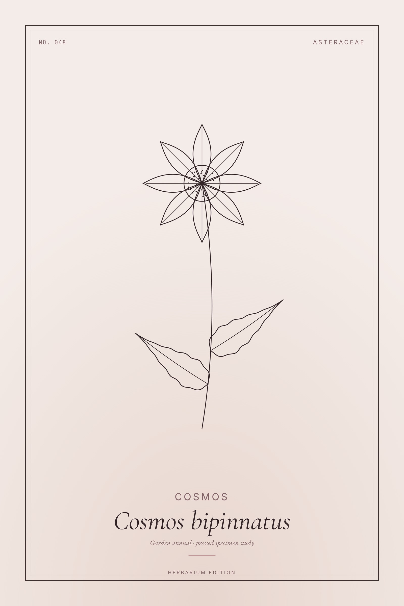 Cosmos — Botanical Specimen