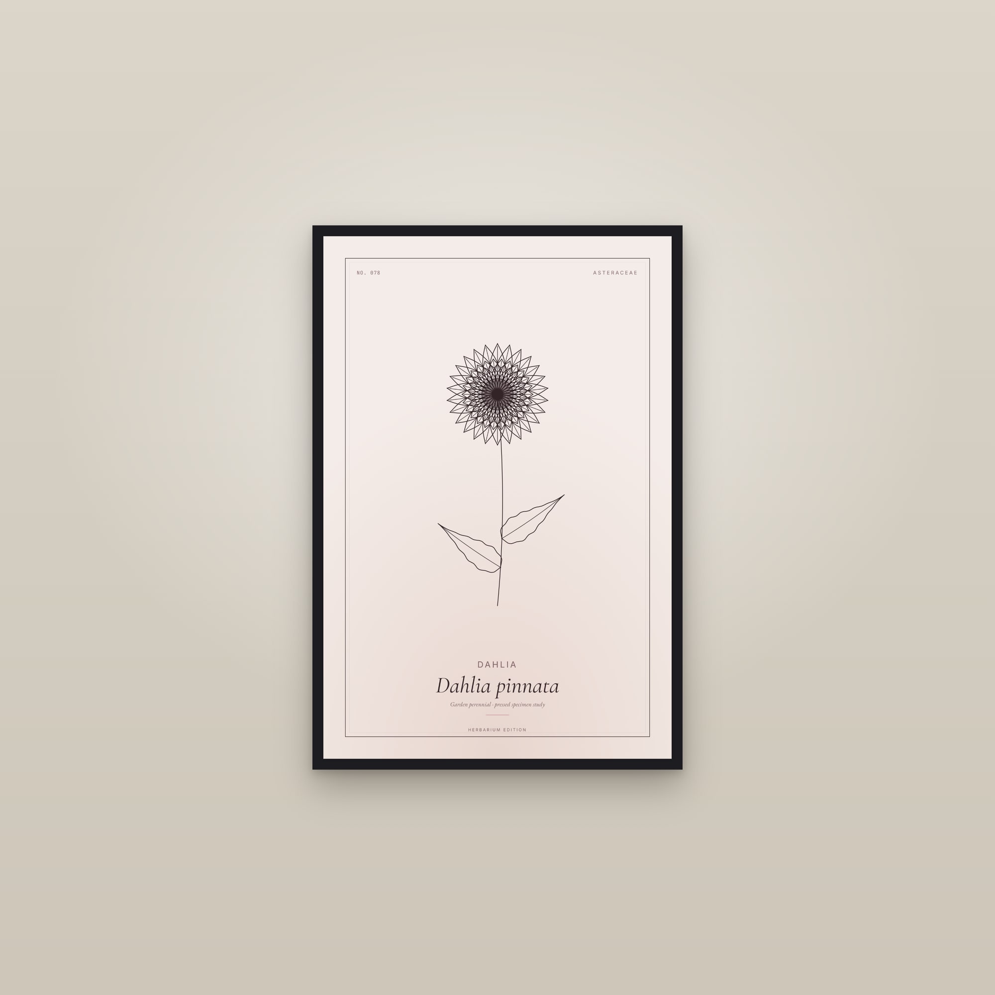 Dahlia — Botanical Specimen — framed in a gallery setting