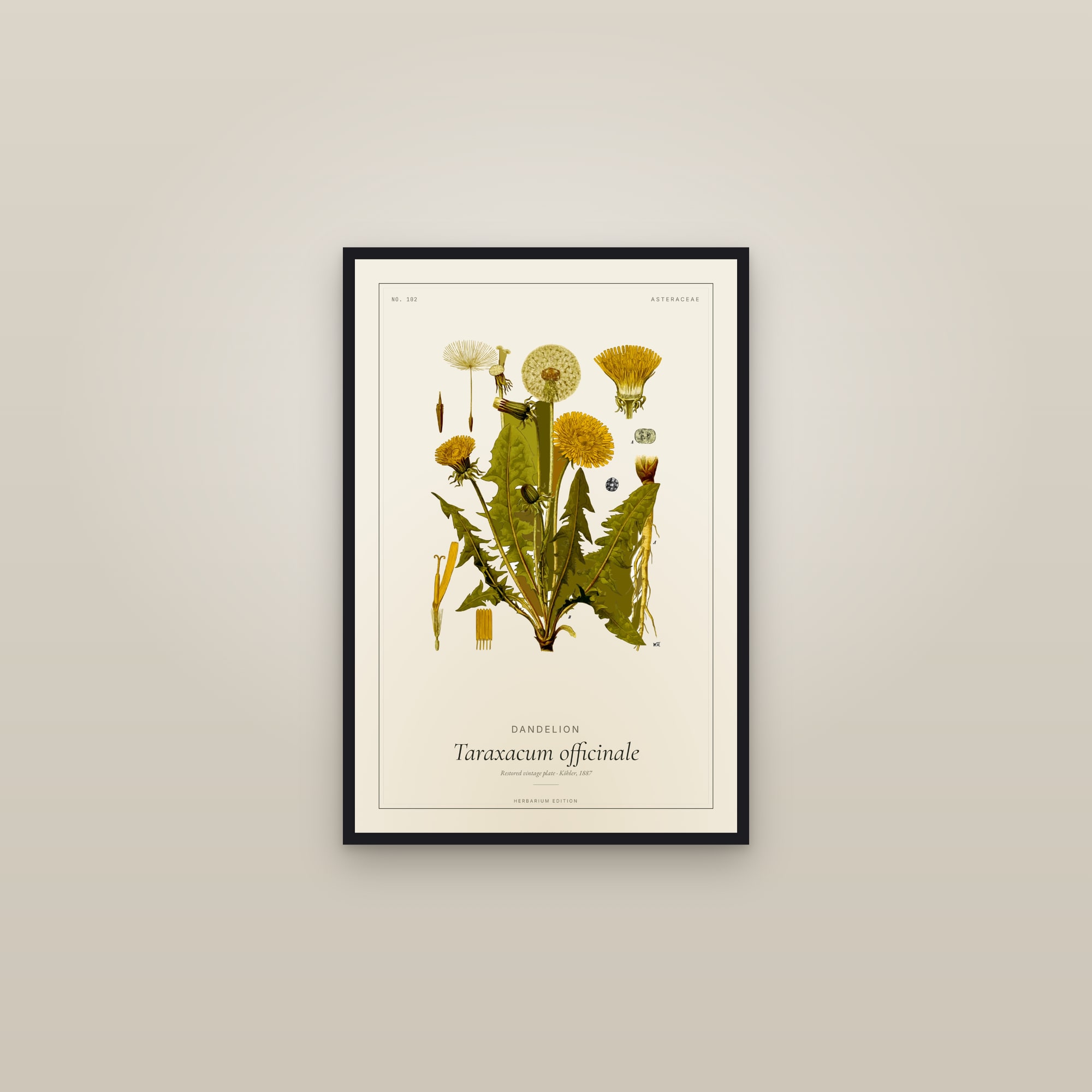 Dandelion (Botanical) — Botanical Plate — framed in a gallery setting