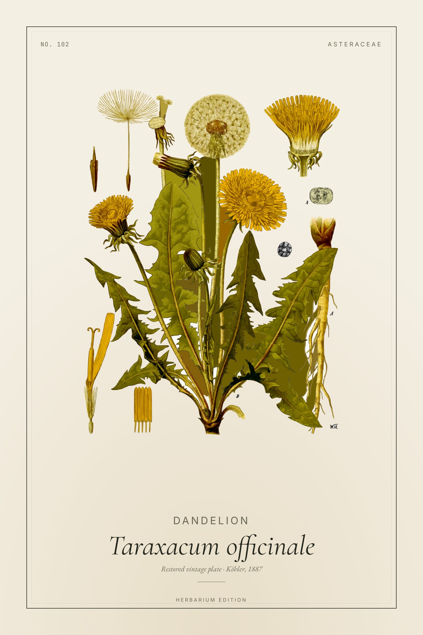 Dandelion (Botanical) — Botanical Plate
