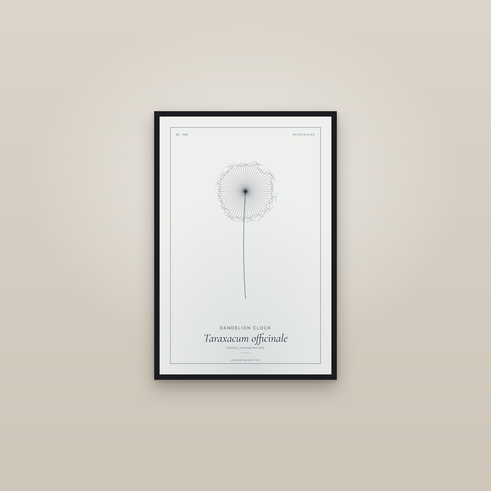 Dandelion Clock — Botanical Specimen — framed in a gallery setting