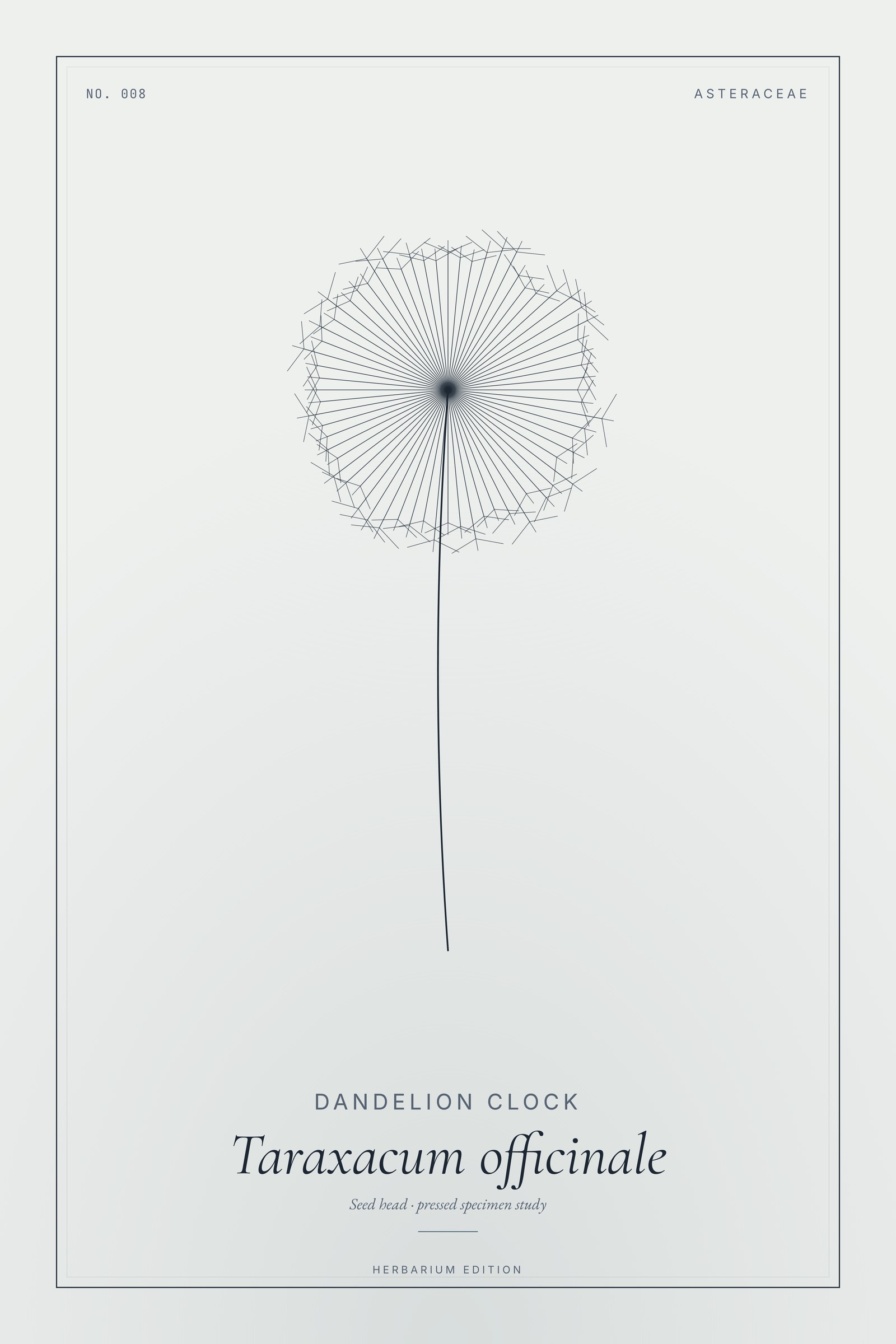 Dandelion Clock — Botanical Specimen
