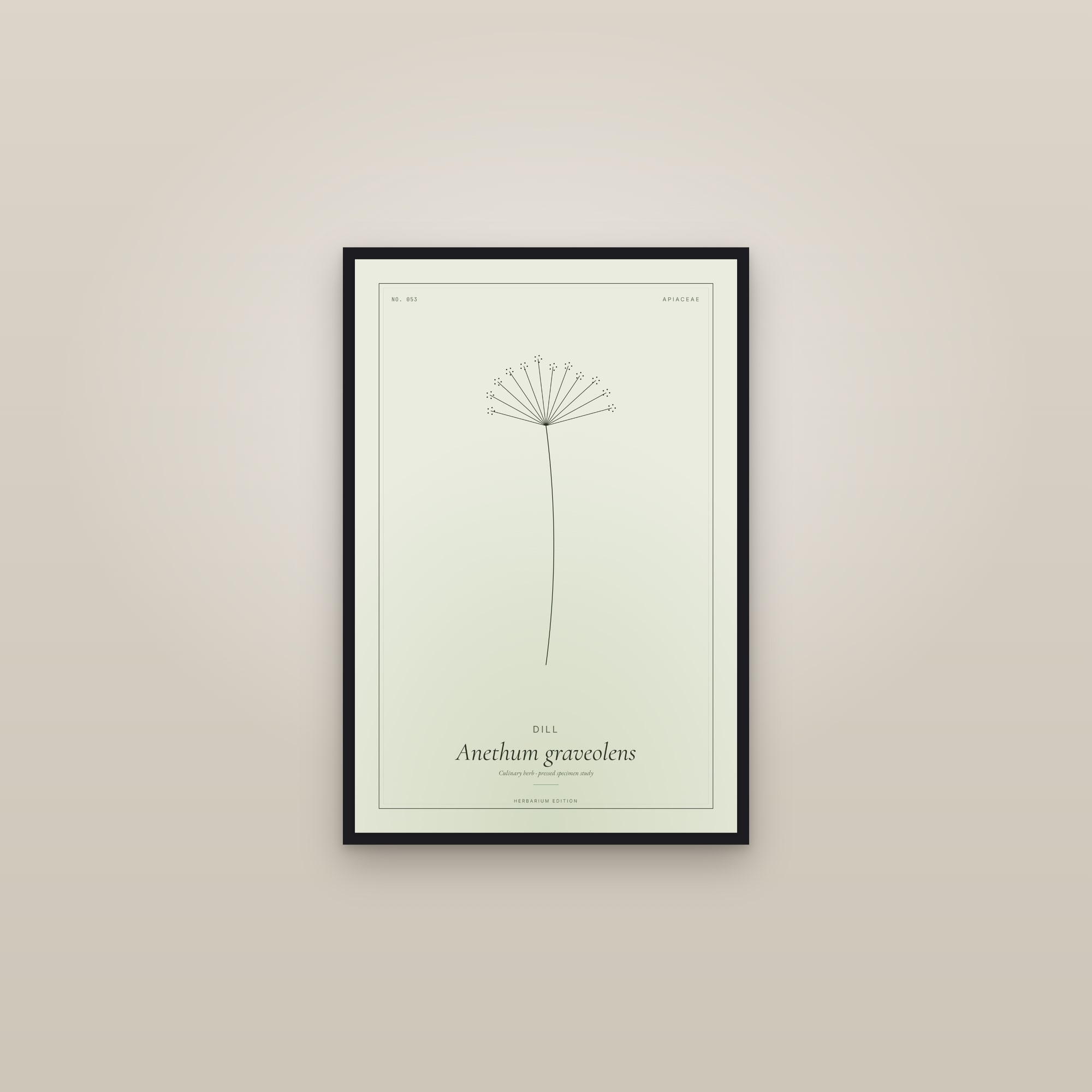 Dill — Botanical Specimen — framed in a gallery setting