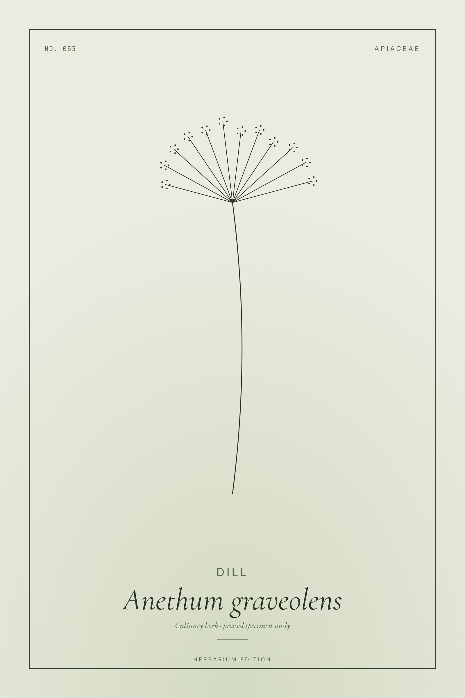 Dill — Botanical Specimen