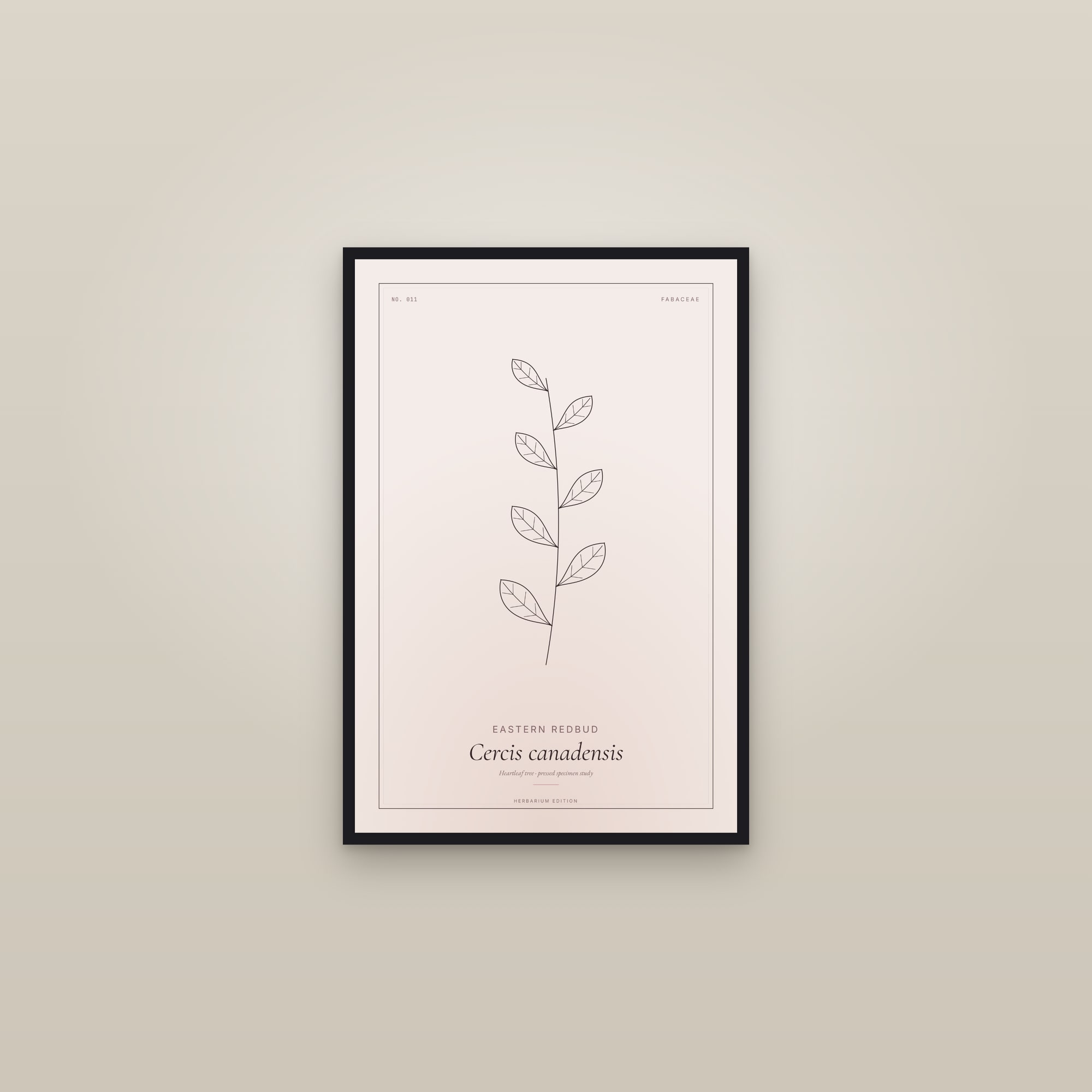 Eastern Redbud — Botanical Specimen — framed in a gallery setting