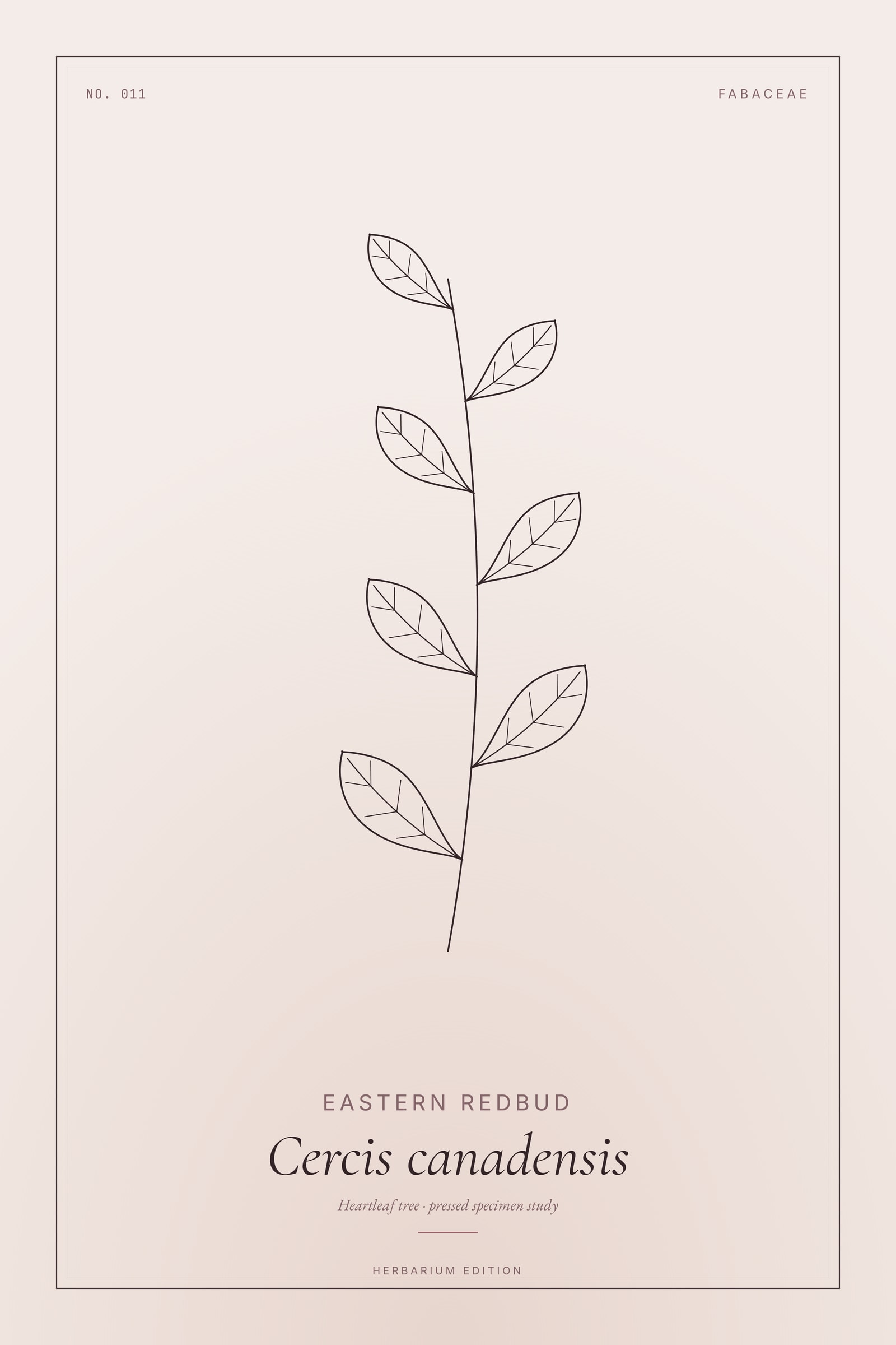 Eastern Redbud — Botanical Specimen