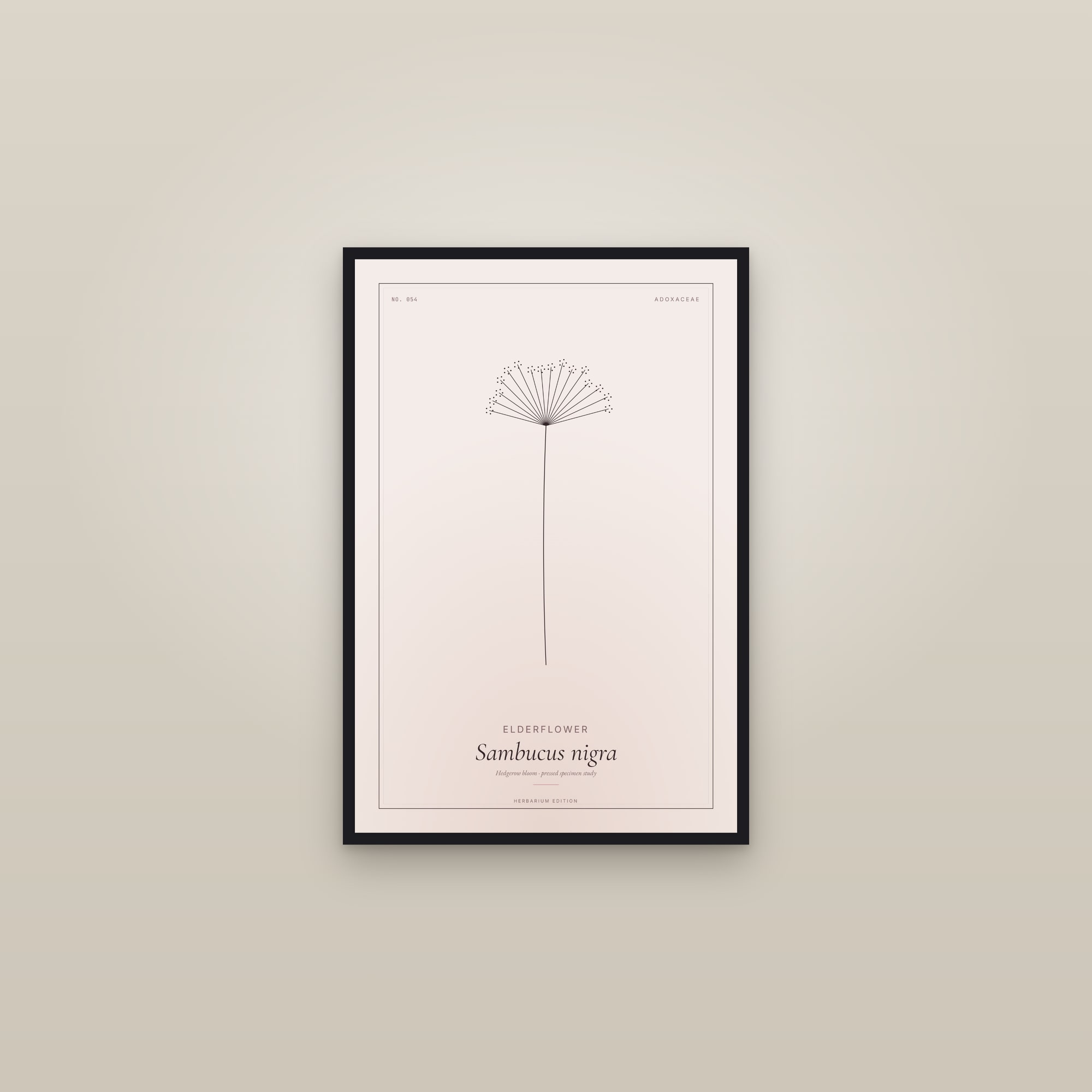 Elderflower — Botanical Specimen — framed in a gallery setting