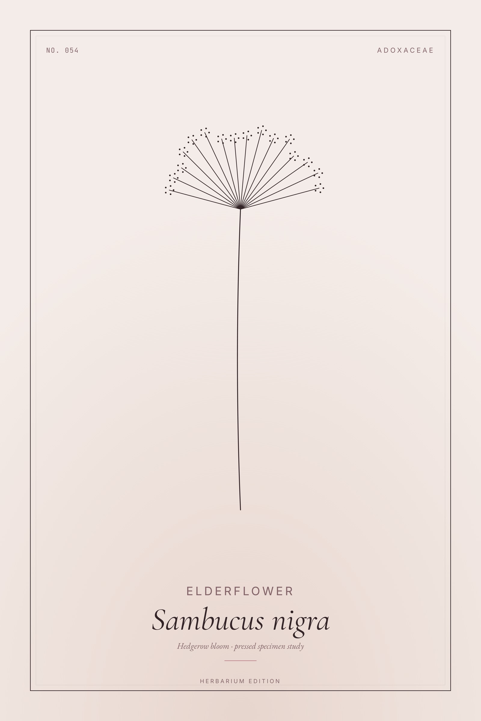 Elderflower — Botanical Specimen