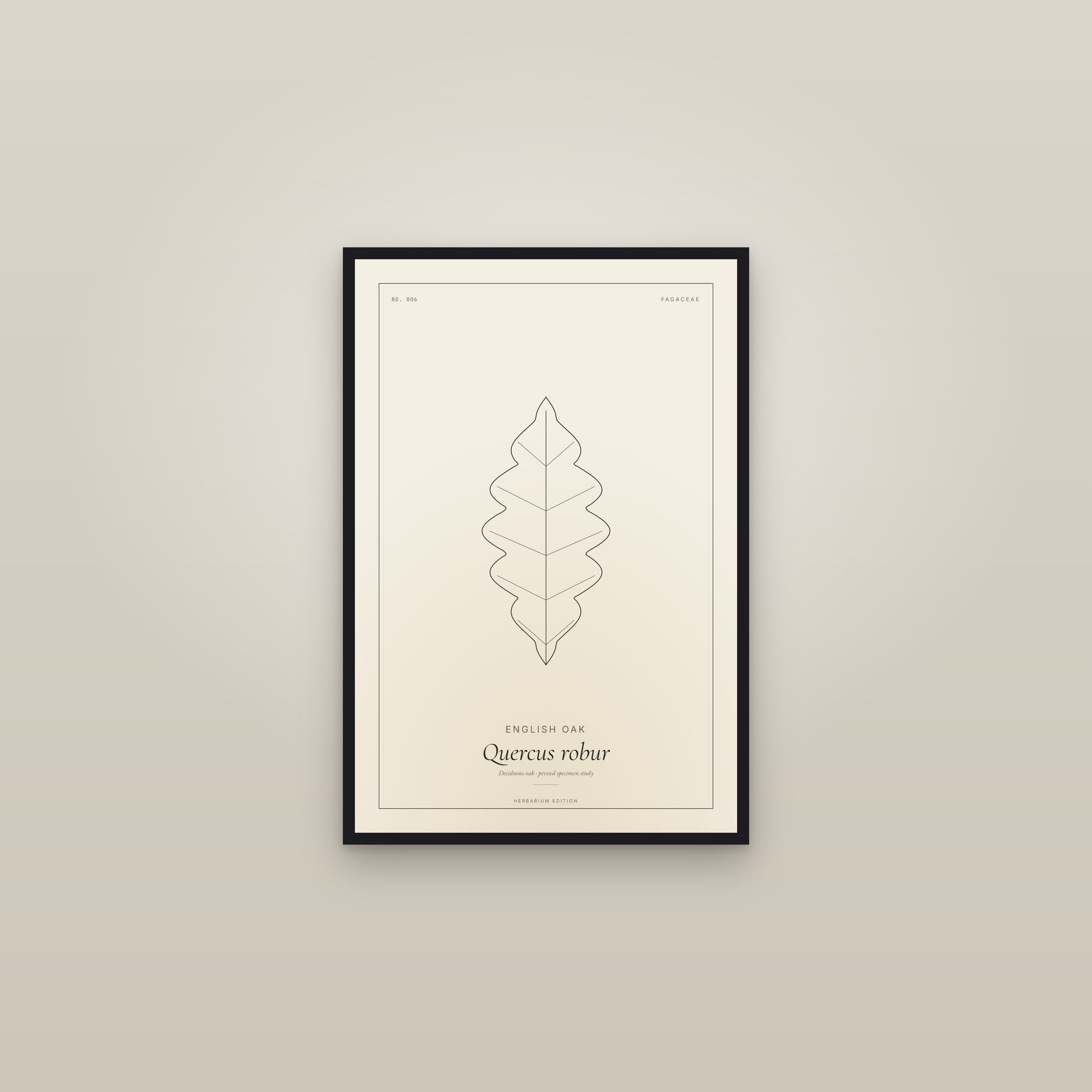 English Oak (English) — Botanical Specimen — framed in a gallery setting