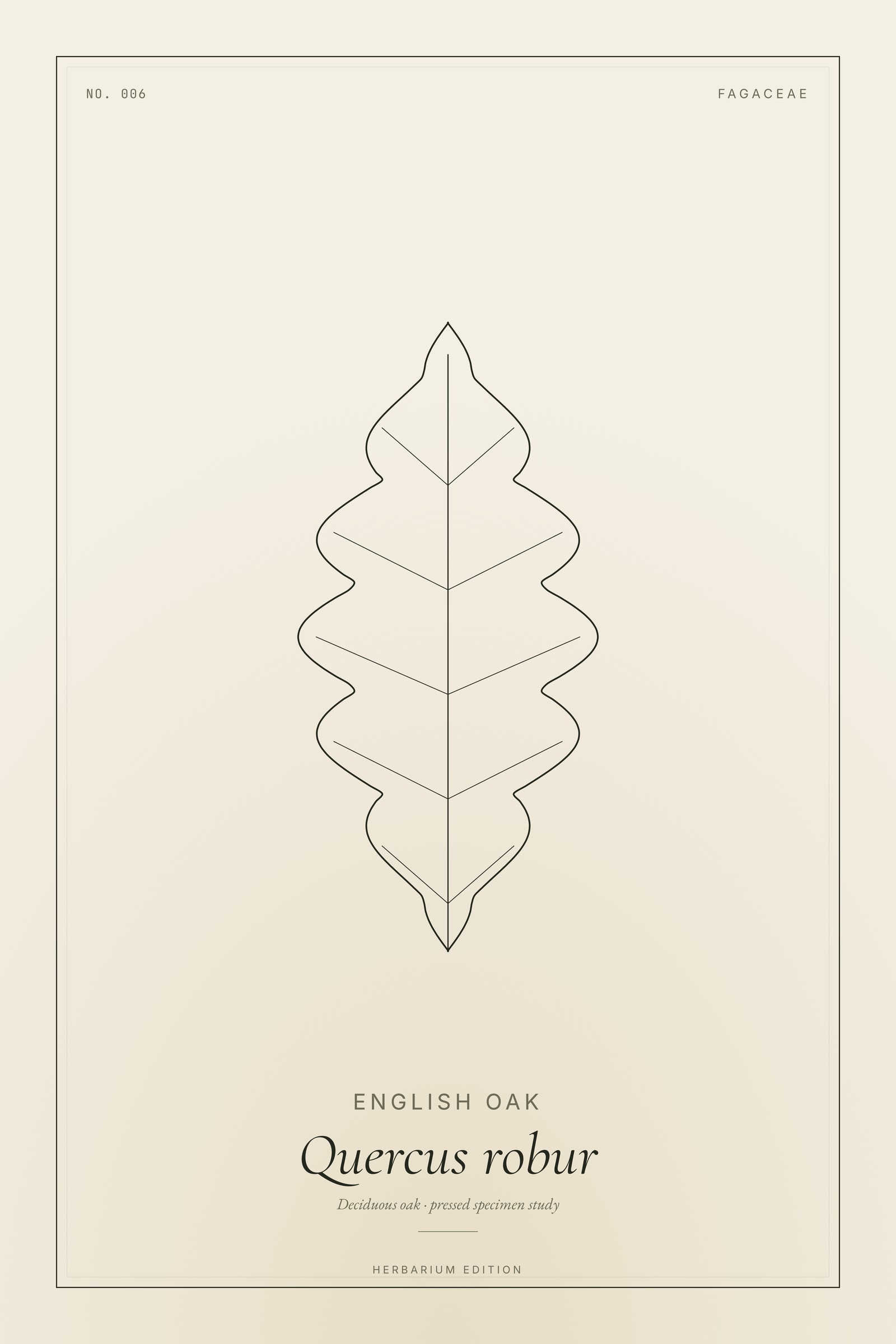 English Oak (English) — Botanical Specimen
