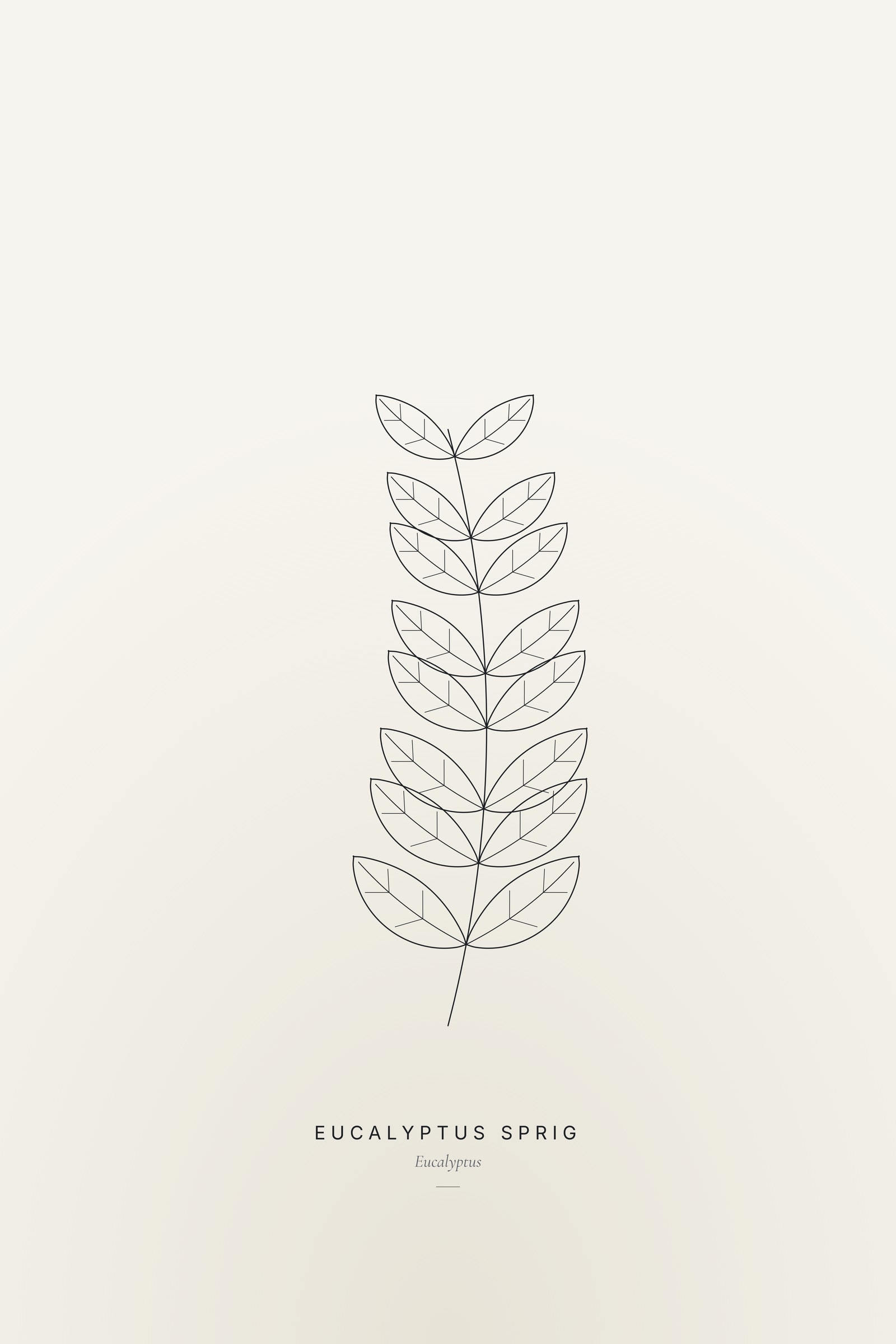 Eucalyptus Sprig — Line Study