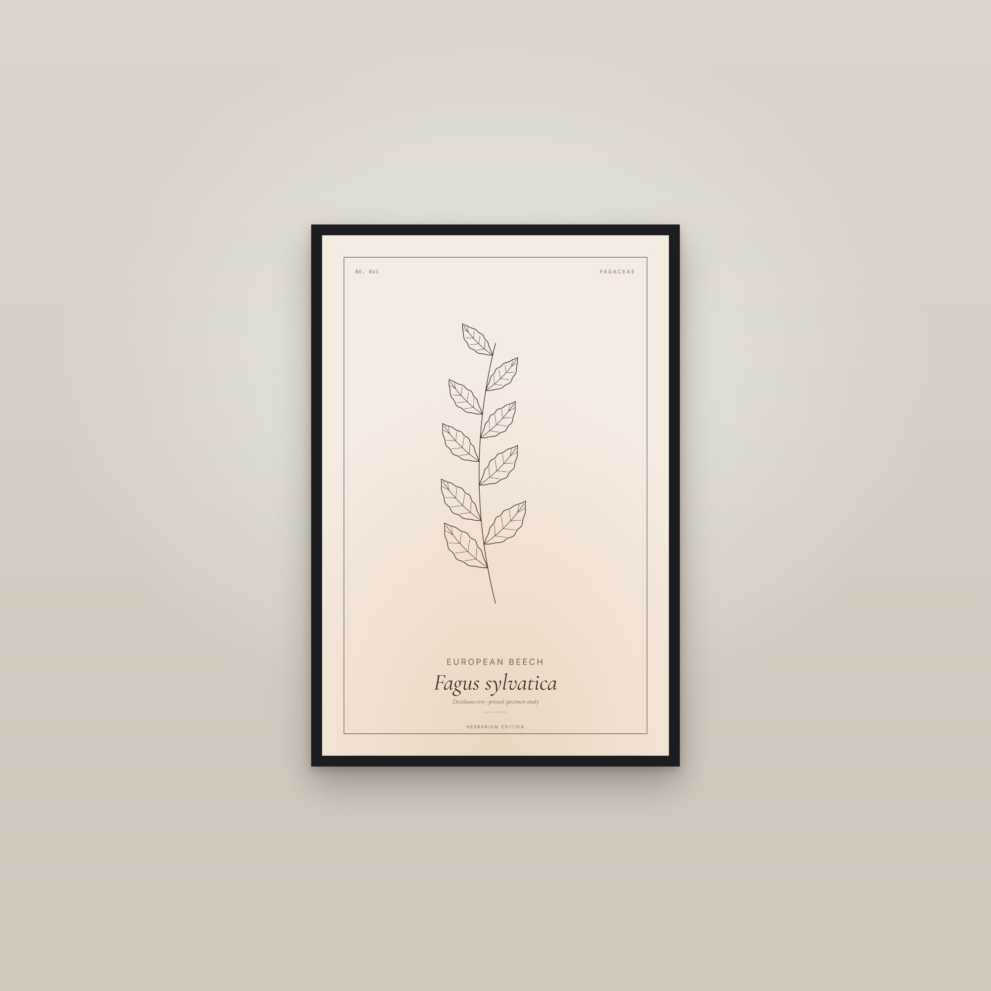 European Beech — Botanical Specimen — framed in a gallery setting