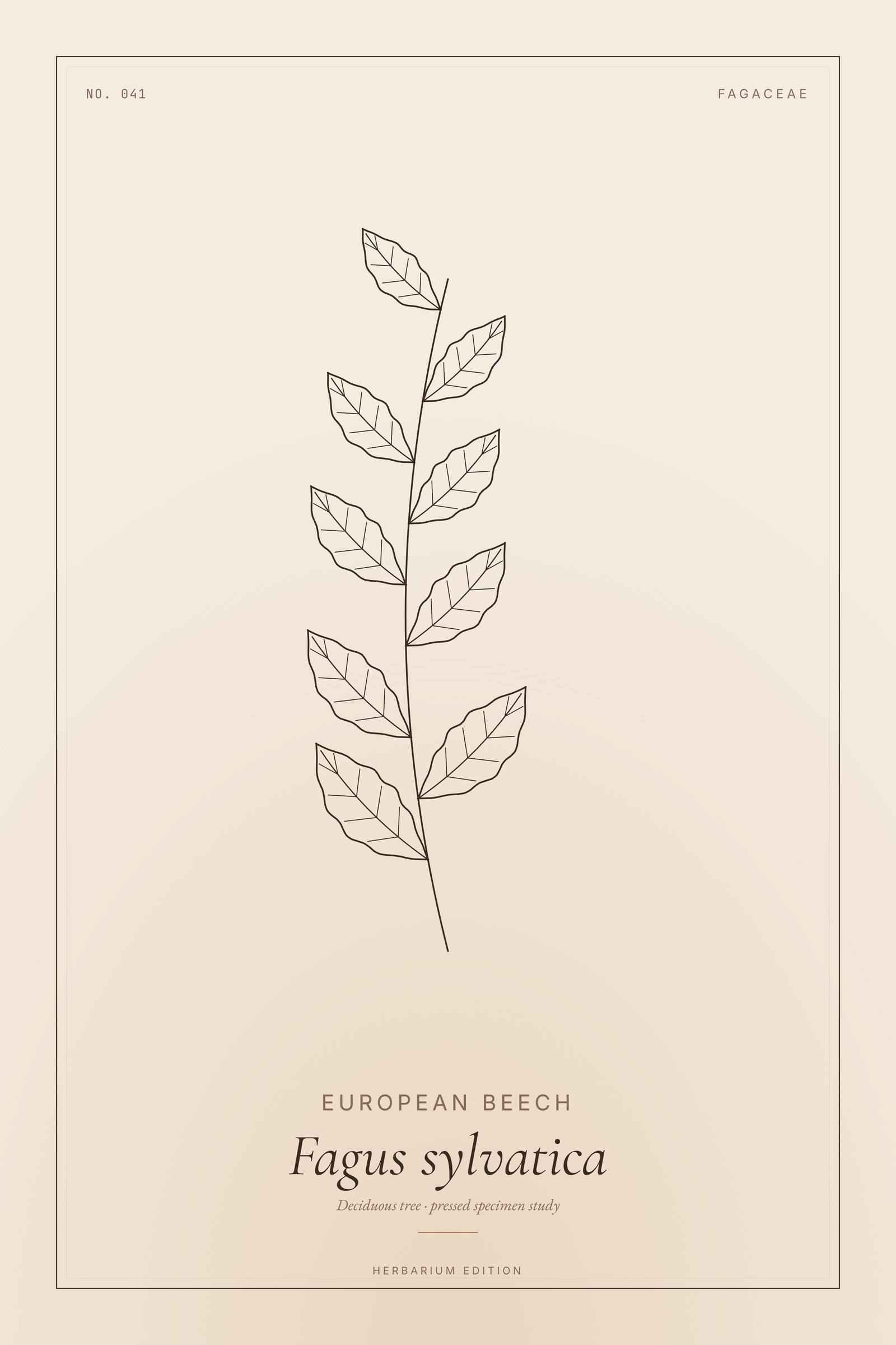 European Beech — Botanical Specimen
