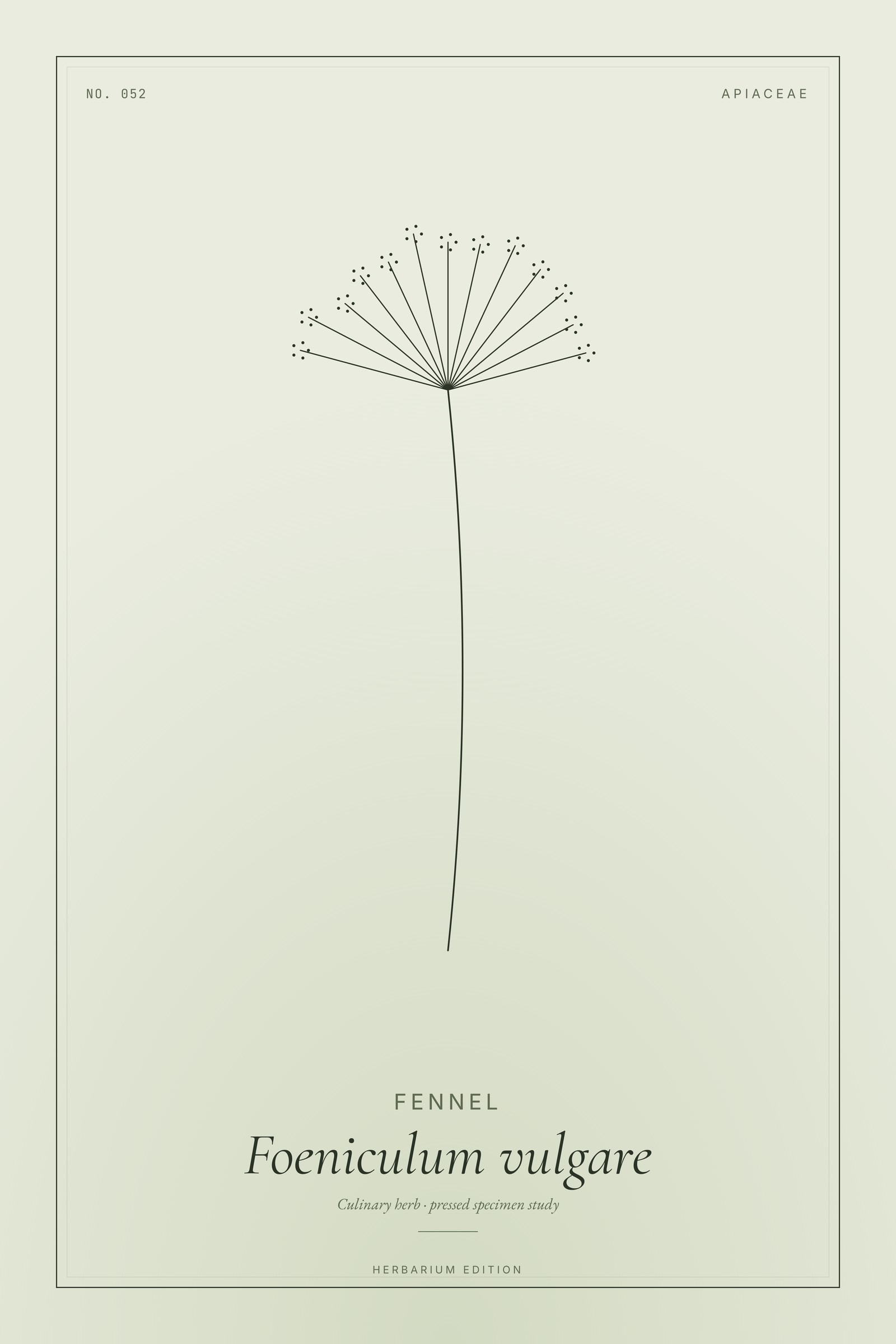 Fennel — Botanical Specimen