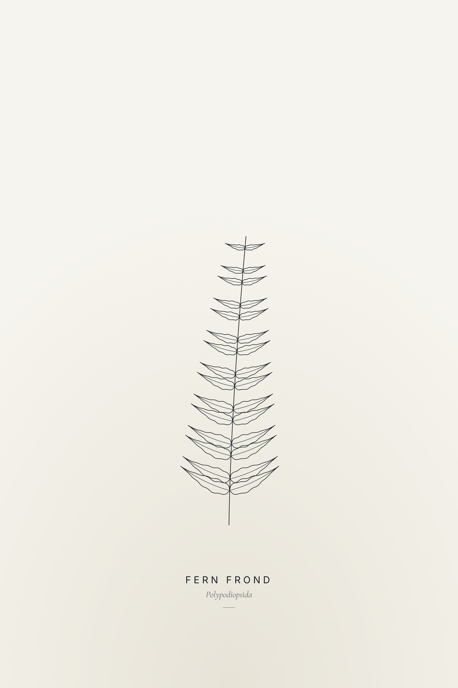 Fern Frond (Line) — Line Study