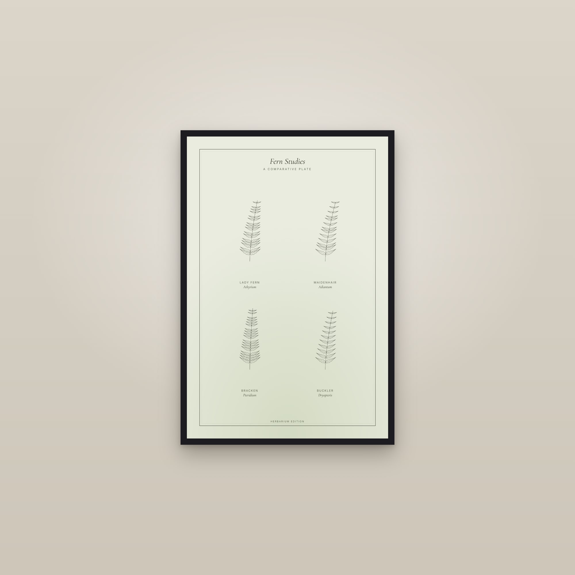 Fern Studies — Botanical Plate — framed in a gallery setting