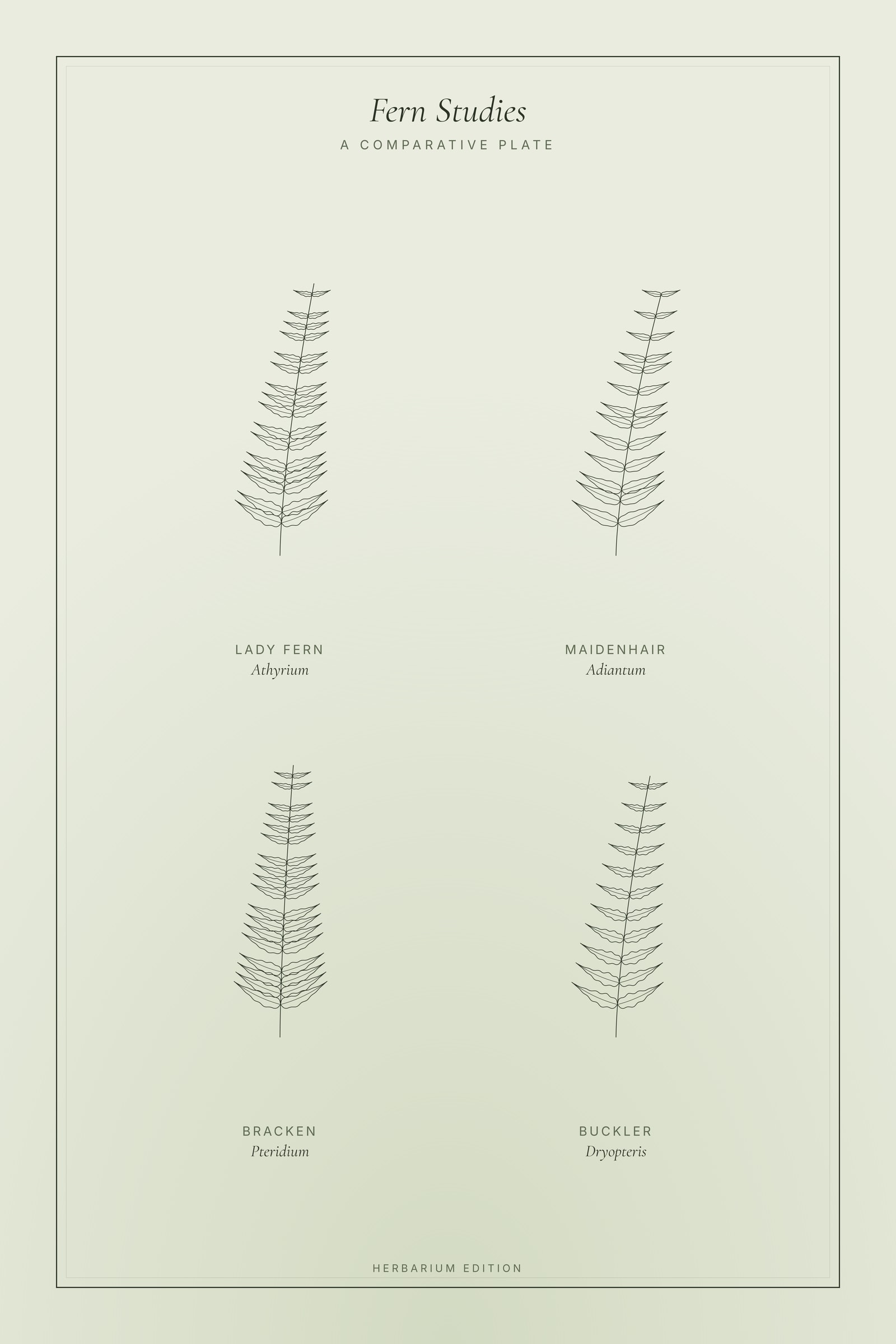 Fern Studies — Botanical Plate