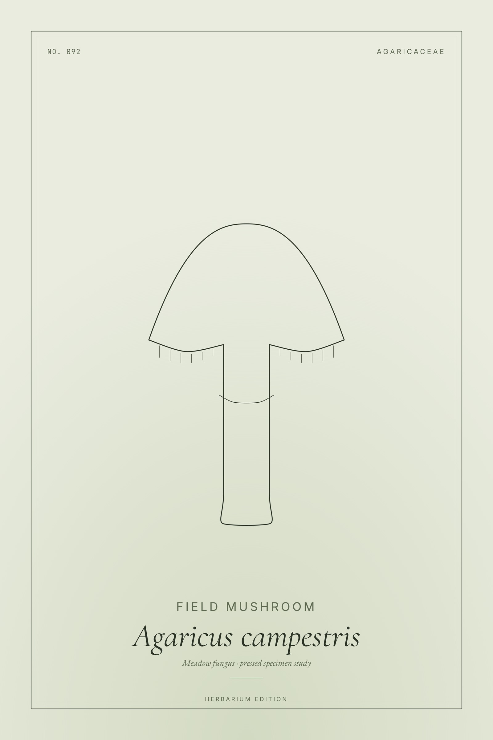 Field Mushroom — Botanical Specimen