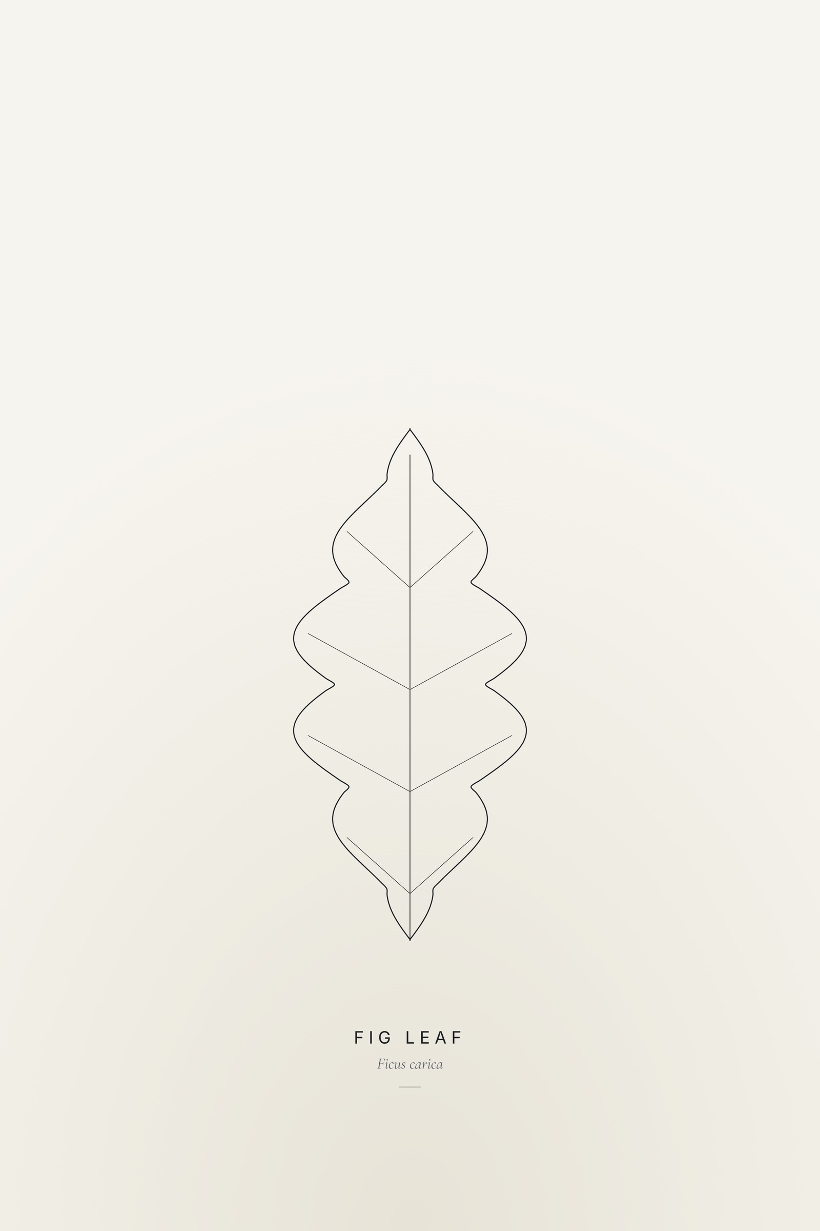 Fig Leaf — Line Study