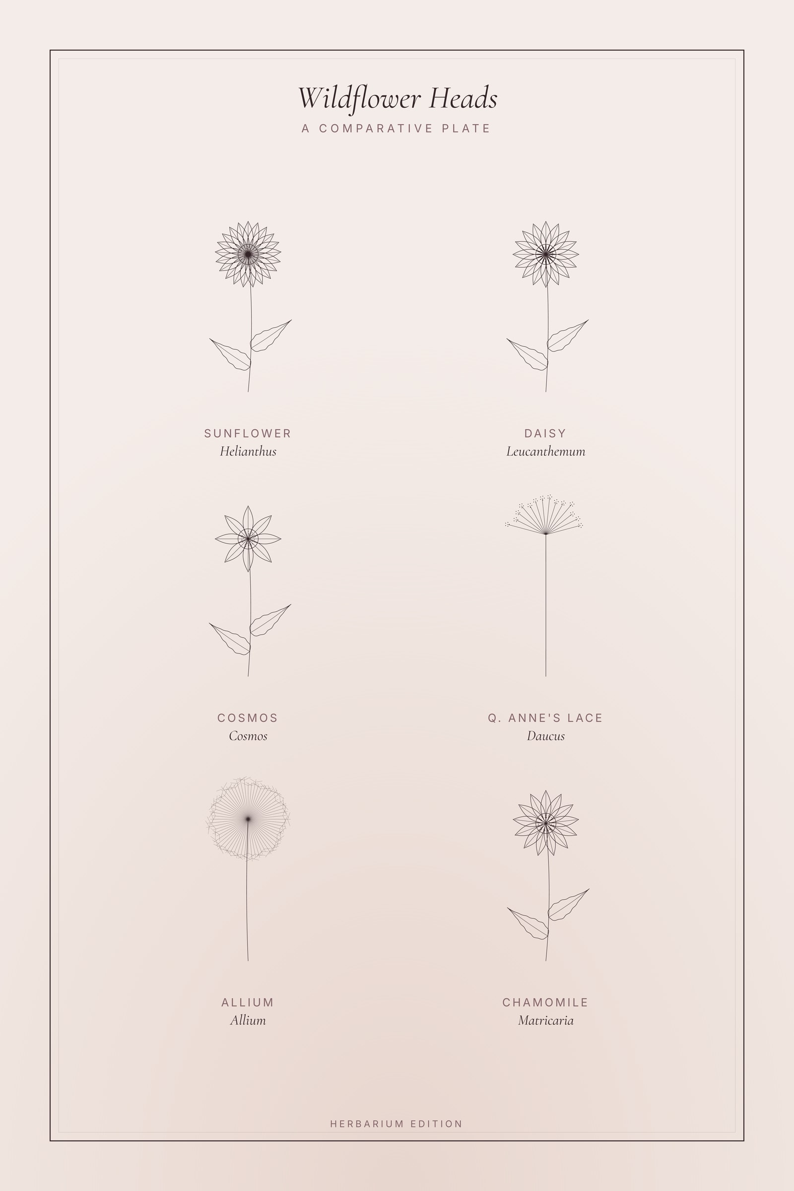 Wildflower Heads — Botanical Plate