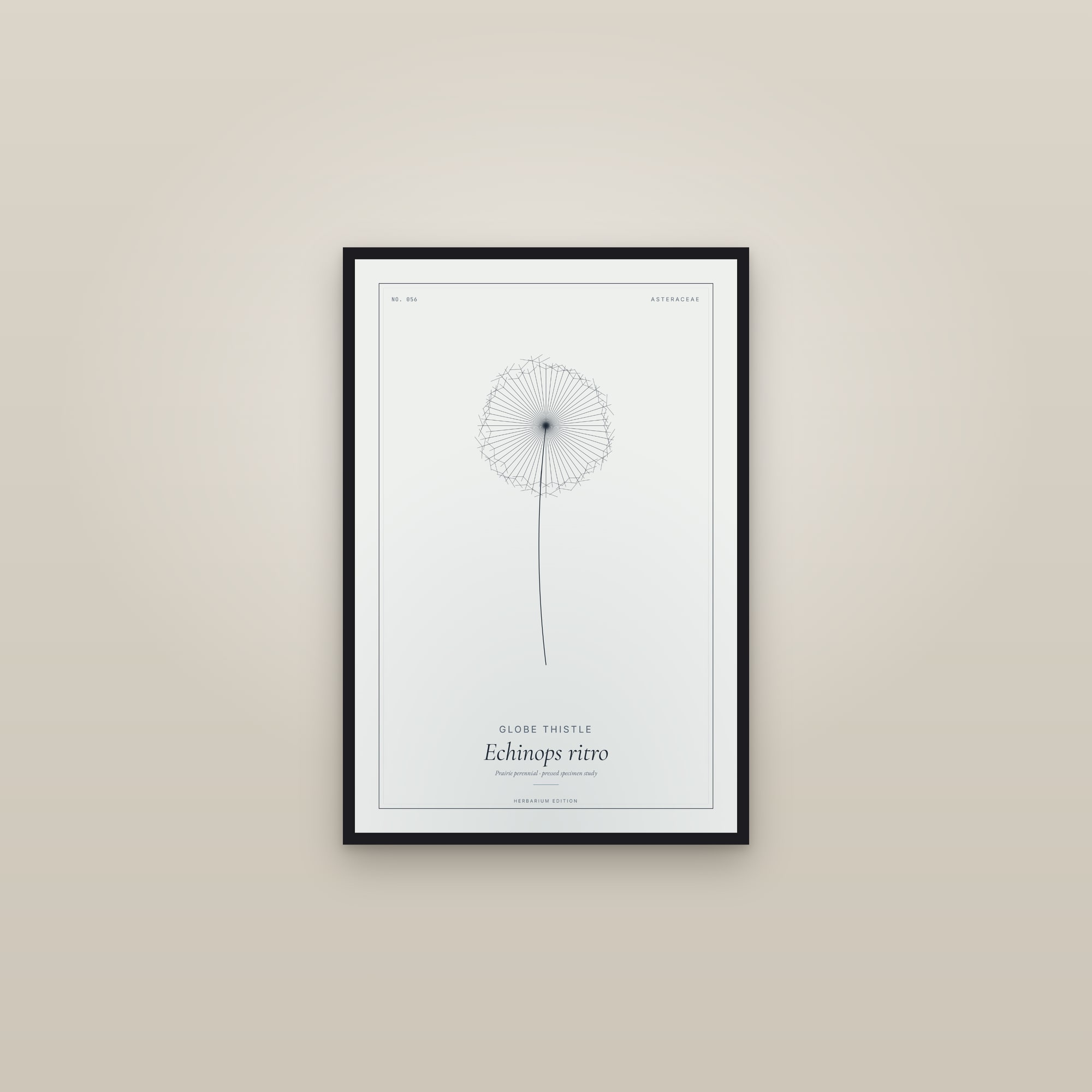 Globe Thistle — Botanical Specimen — framed in a gallery setting