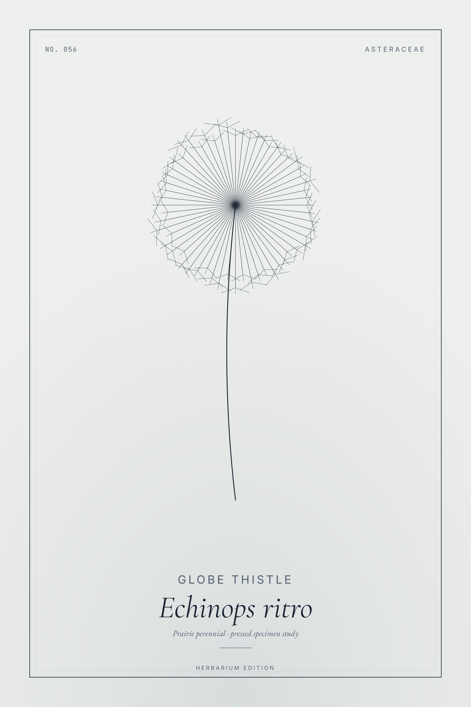Globe Thistle — Botanical Specimen