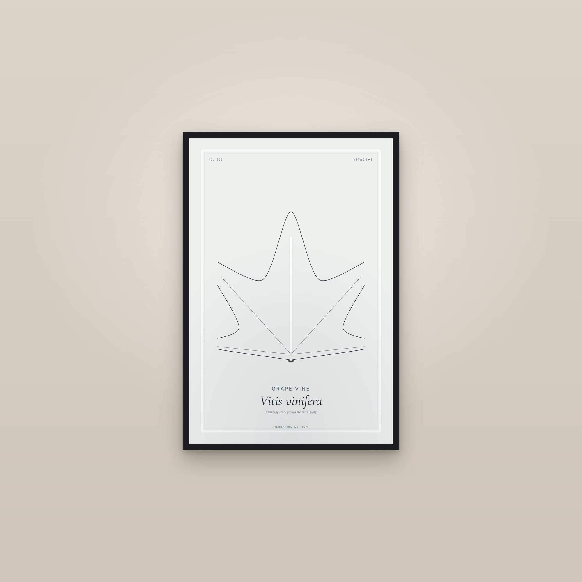 Grape Vine — Botanical Specimen — framed in a gallery setting