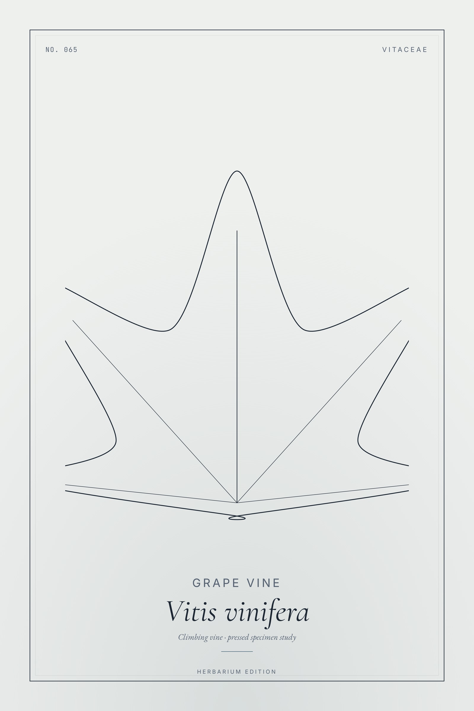 Grape Vine — Botanical Specimen