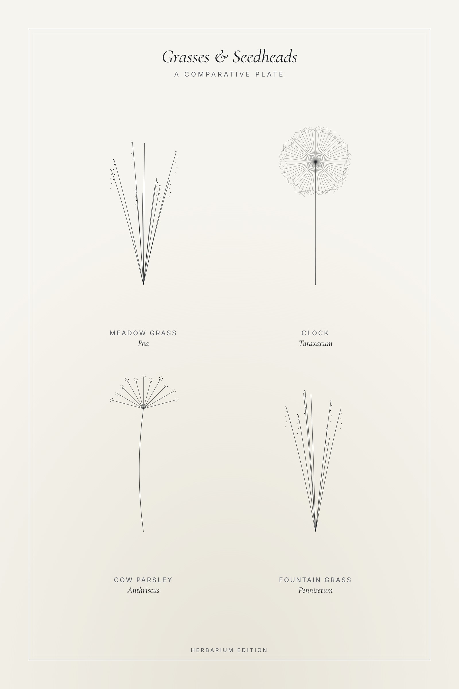 Grasses & Seedheads — Botanical Plate