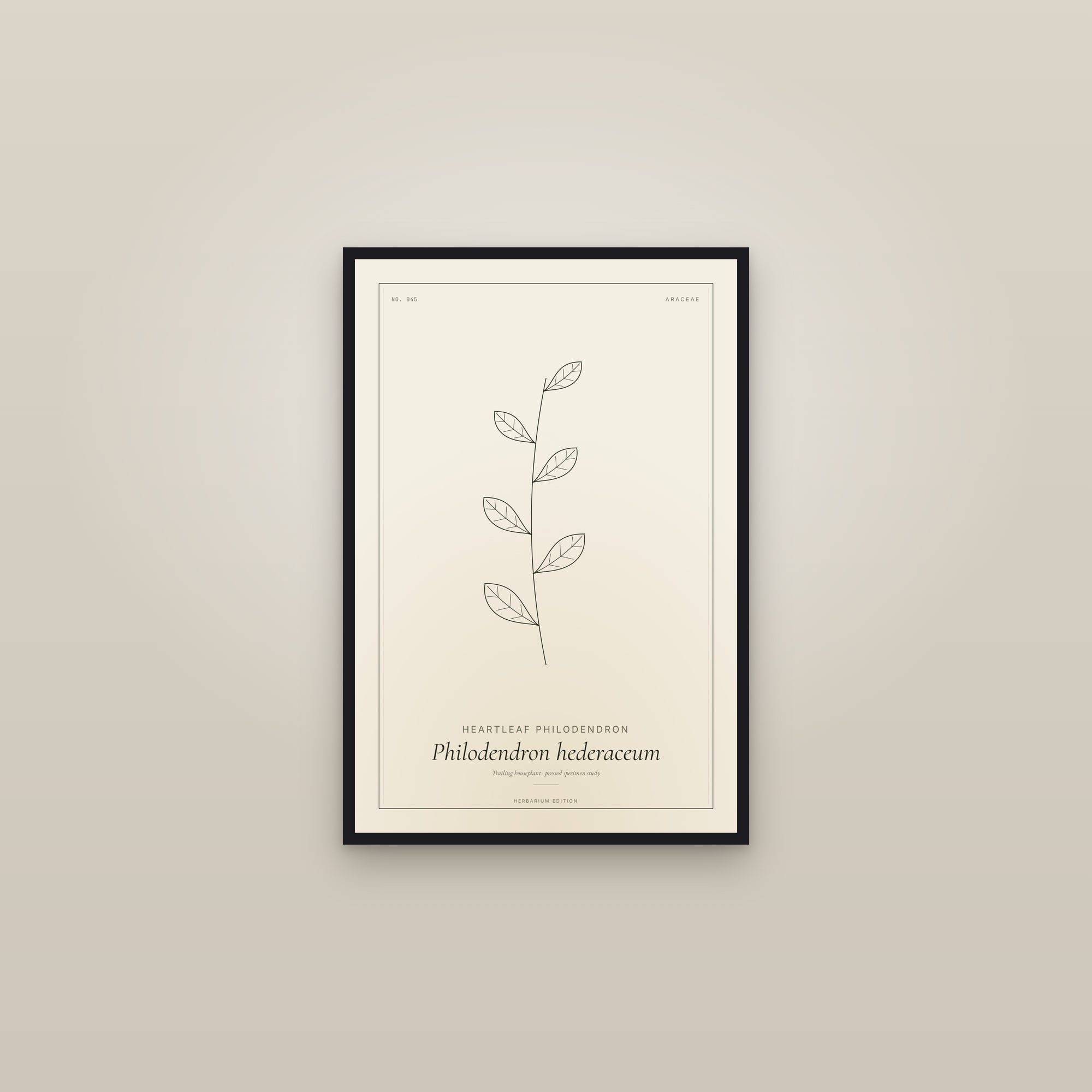 Heartleaf Philodendron — Botanical Specimen — framed in a gallery setting