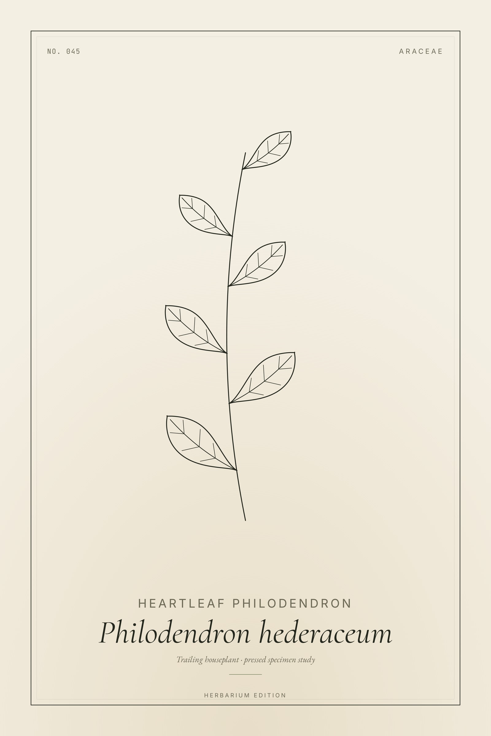 Heartleaf Philodendron — Botanical Specimen