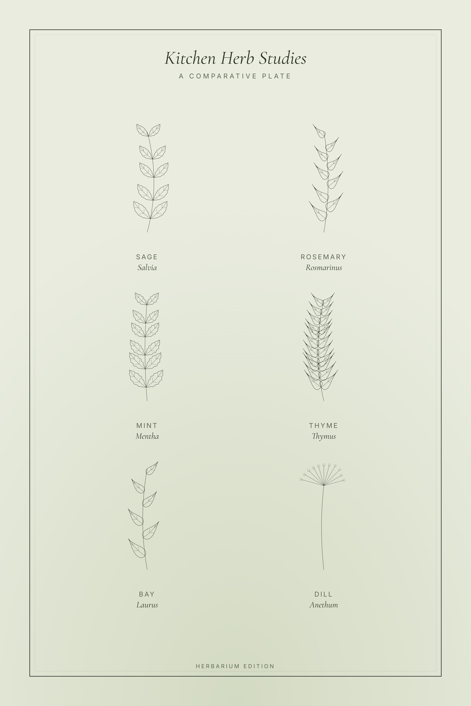 Kitchen Herb Studies — Botanical Plate
