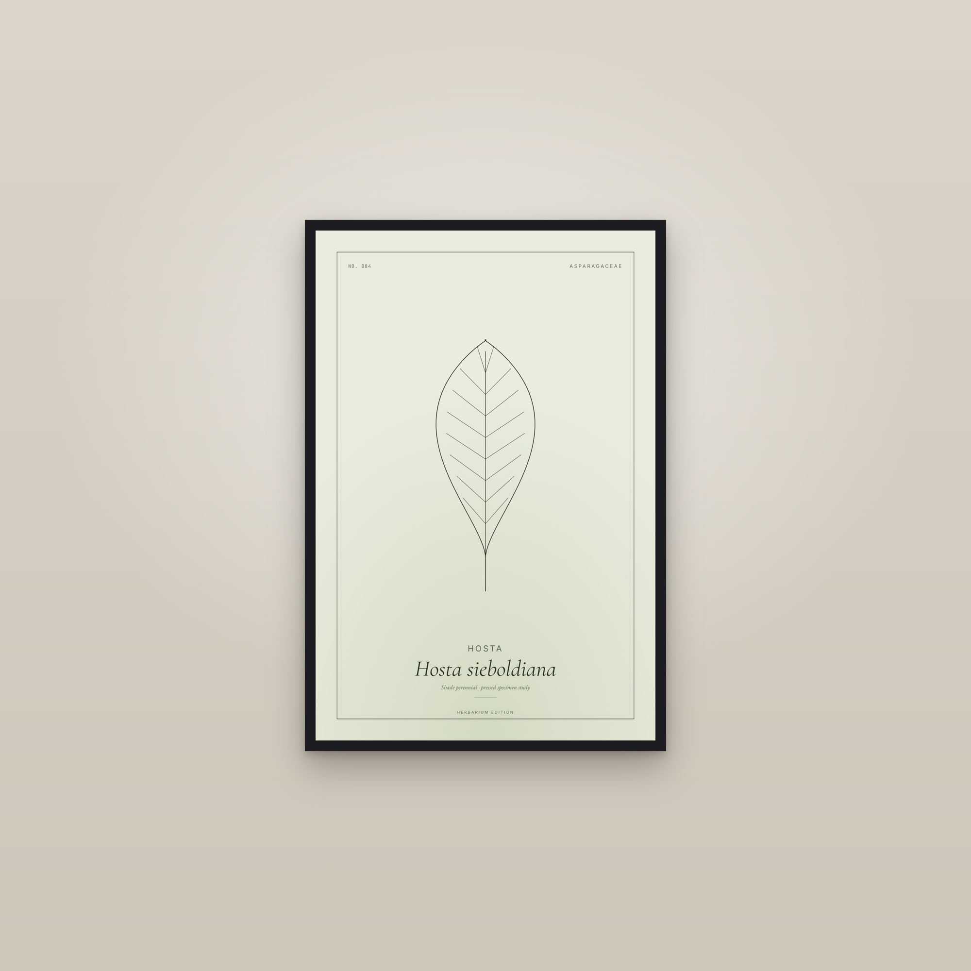 Hosta — Botanical Specimen — framed in a gallery setting