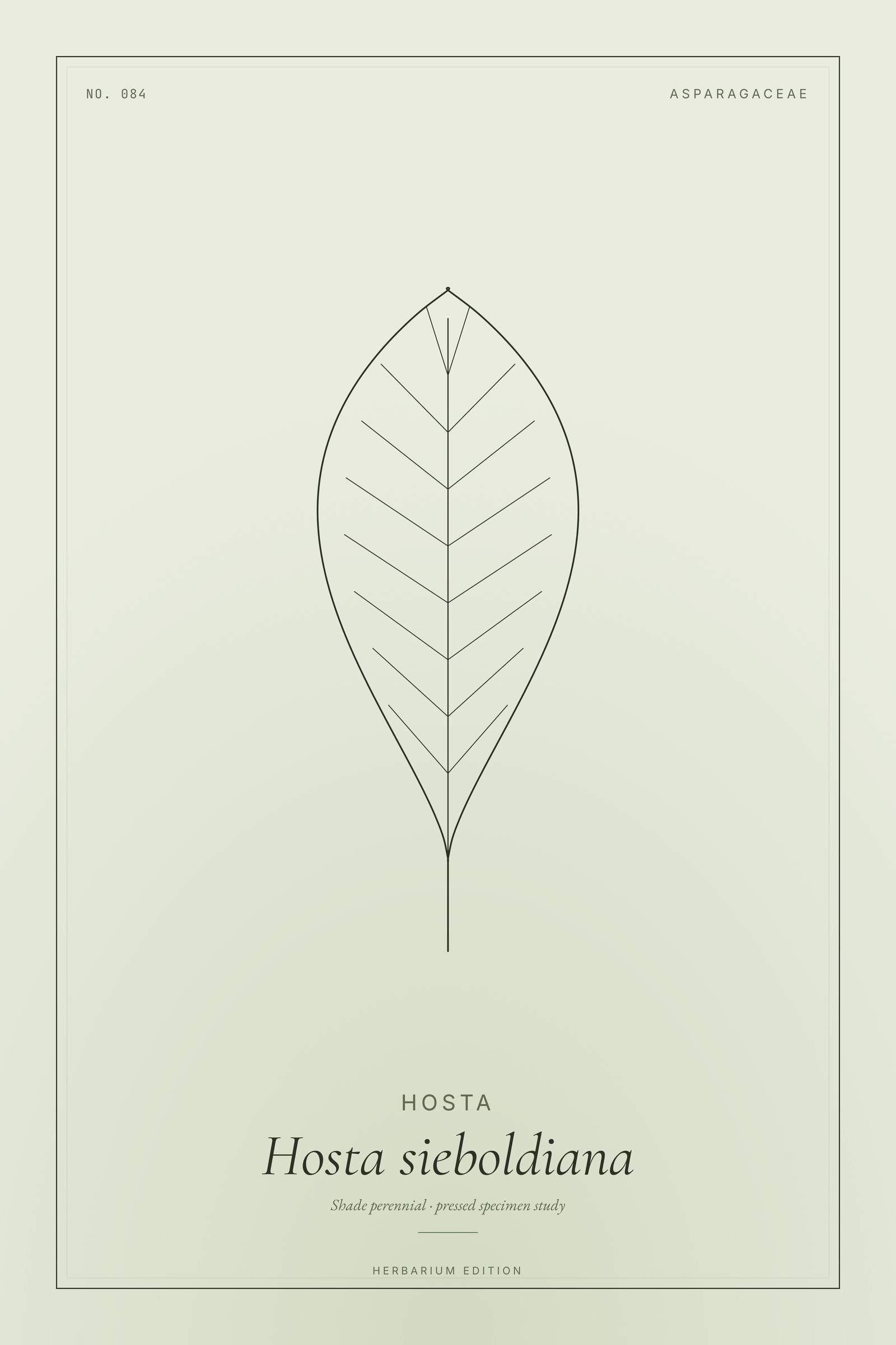 Hosta — Botanical Specimen