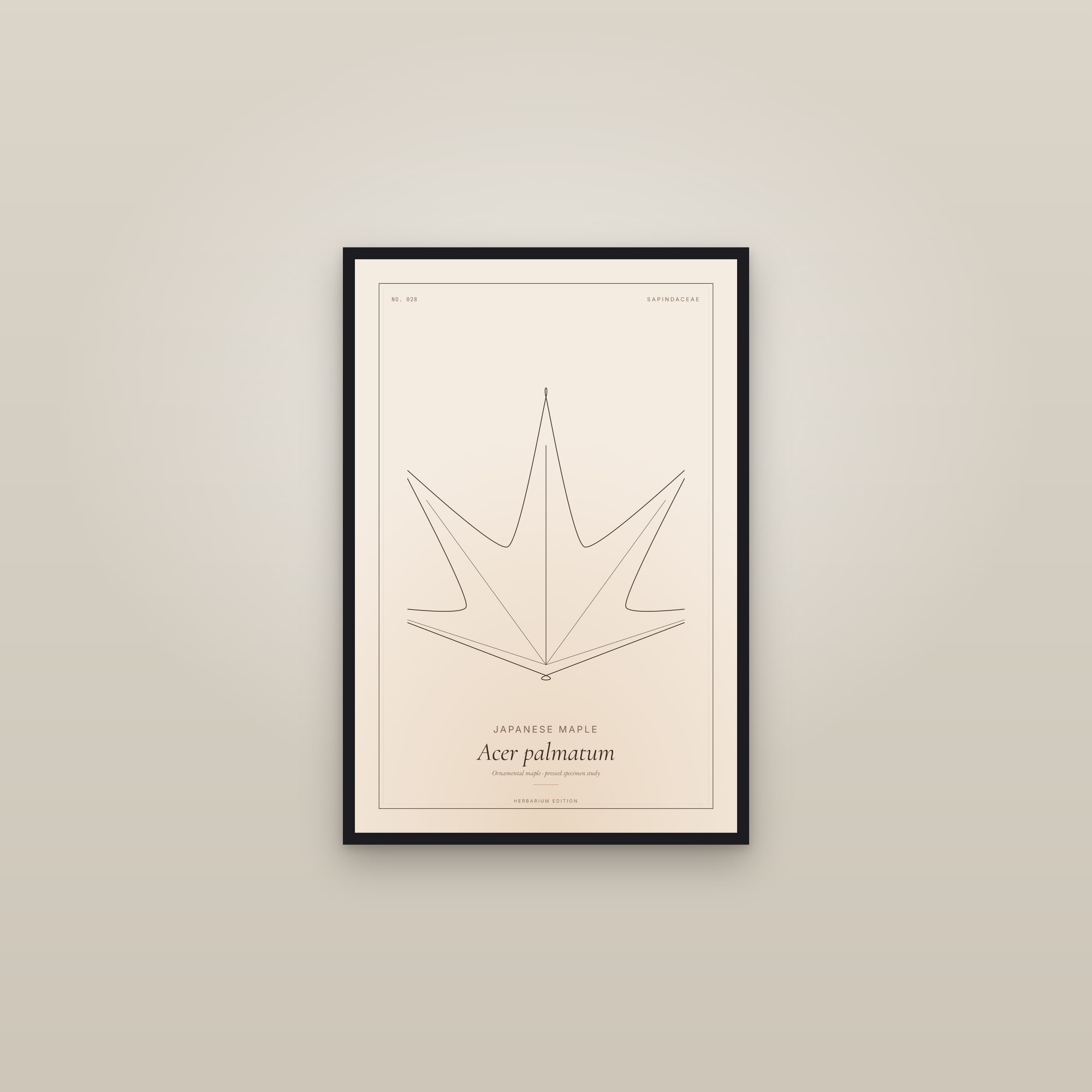 Japanese Maple (Japanese) — Botanical Specimen — framed in a gallery setting