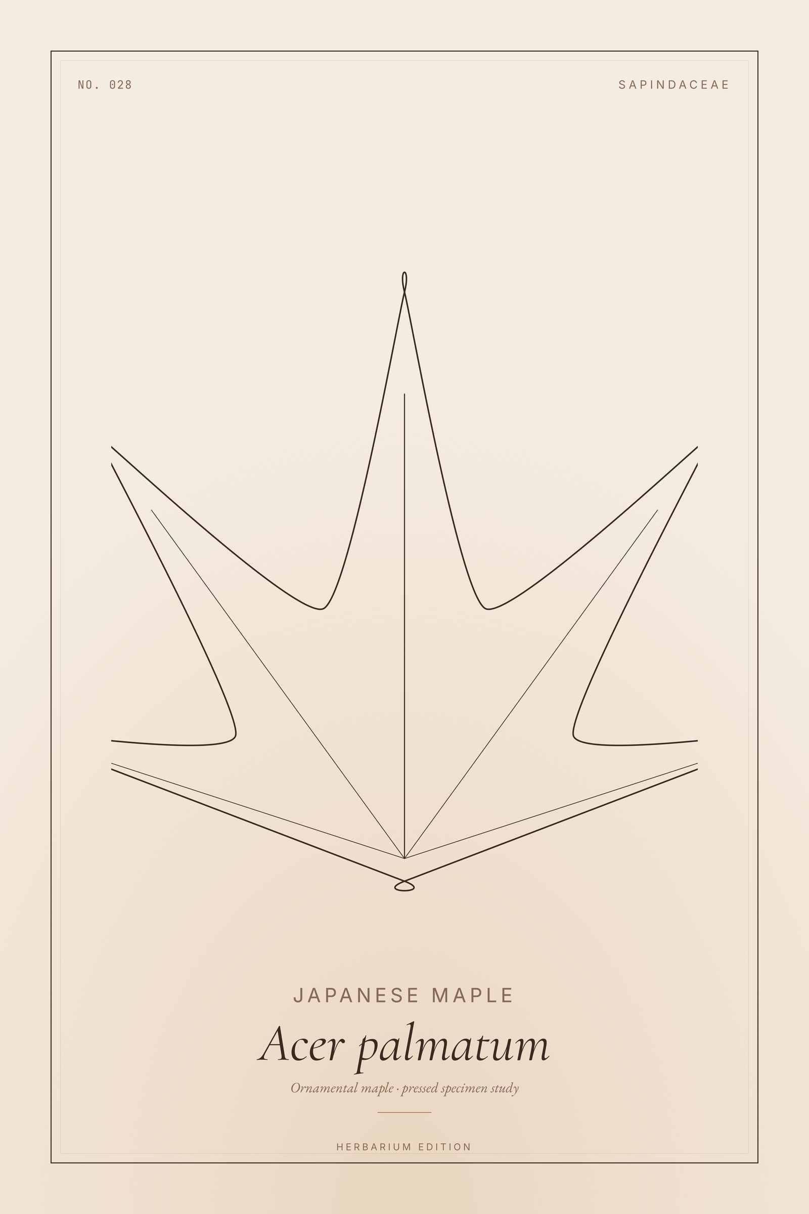 Japanese Maple (Japanese) — Botanical Specimen