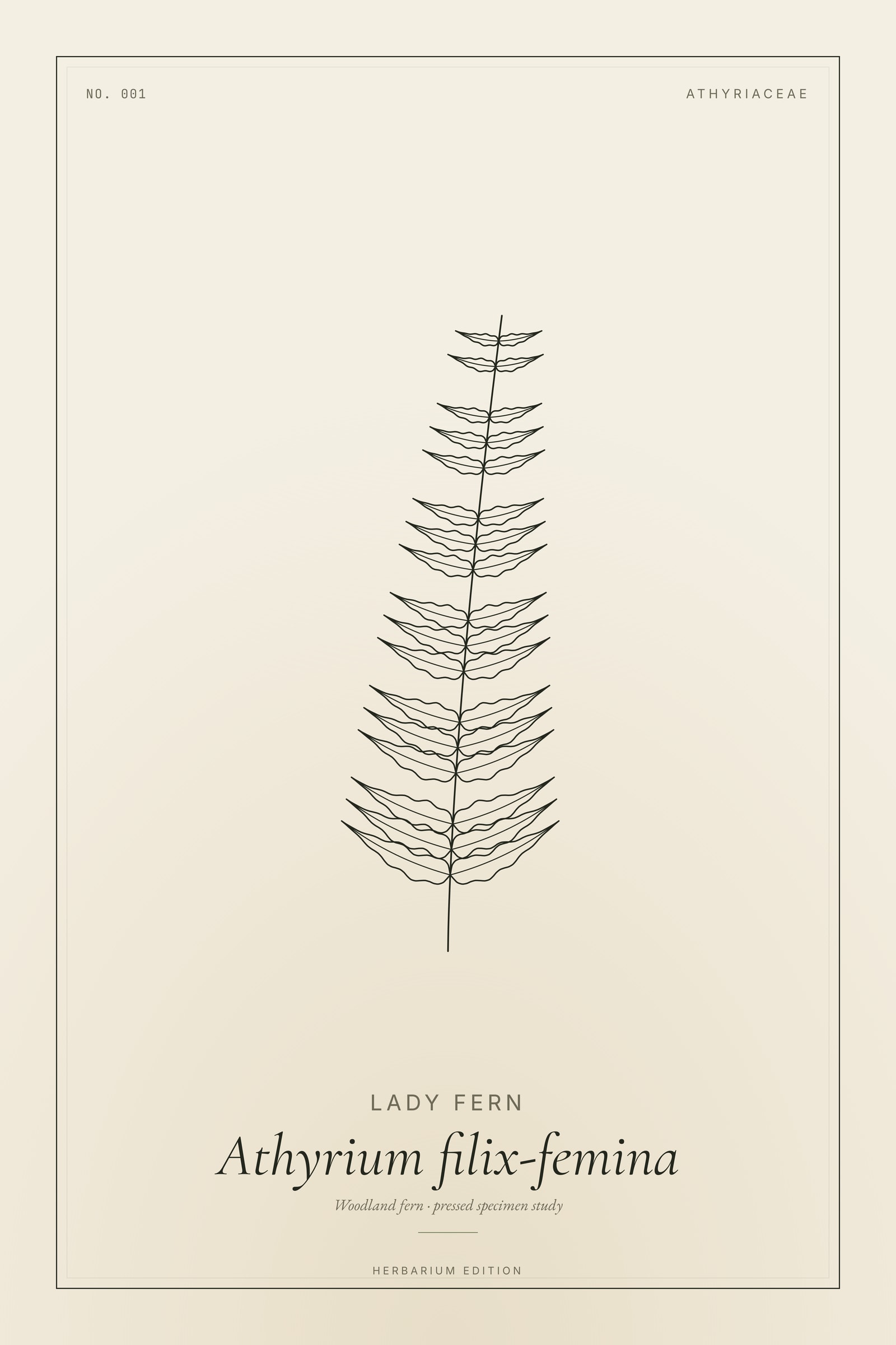 Lady Fern — Botanical Specimen