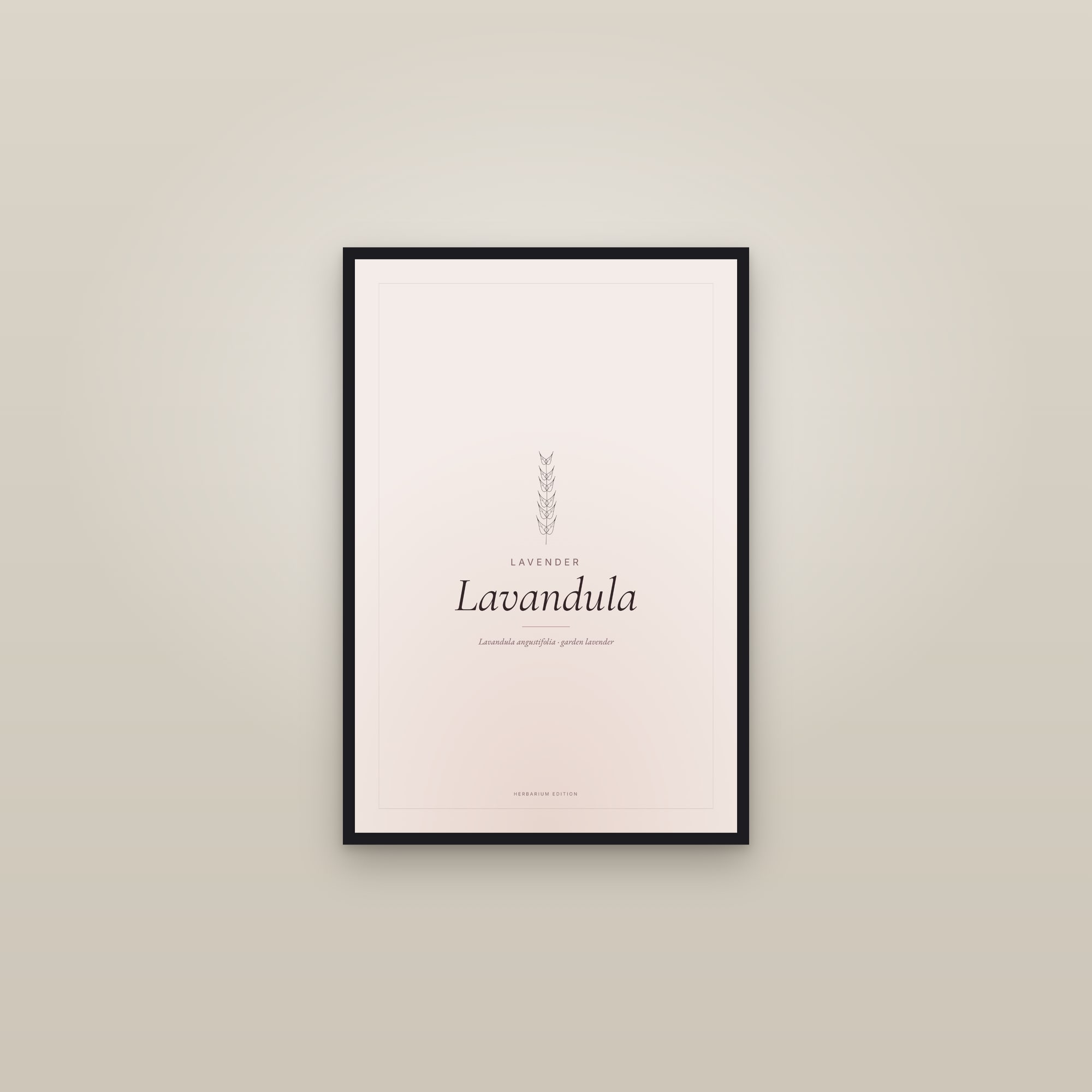 Lavandula — Typographic Botanical — framed in a gallery setting