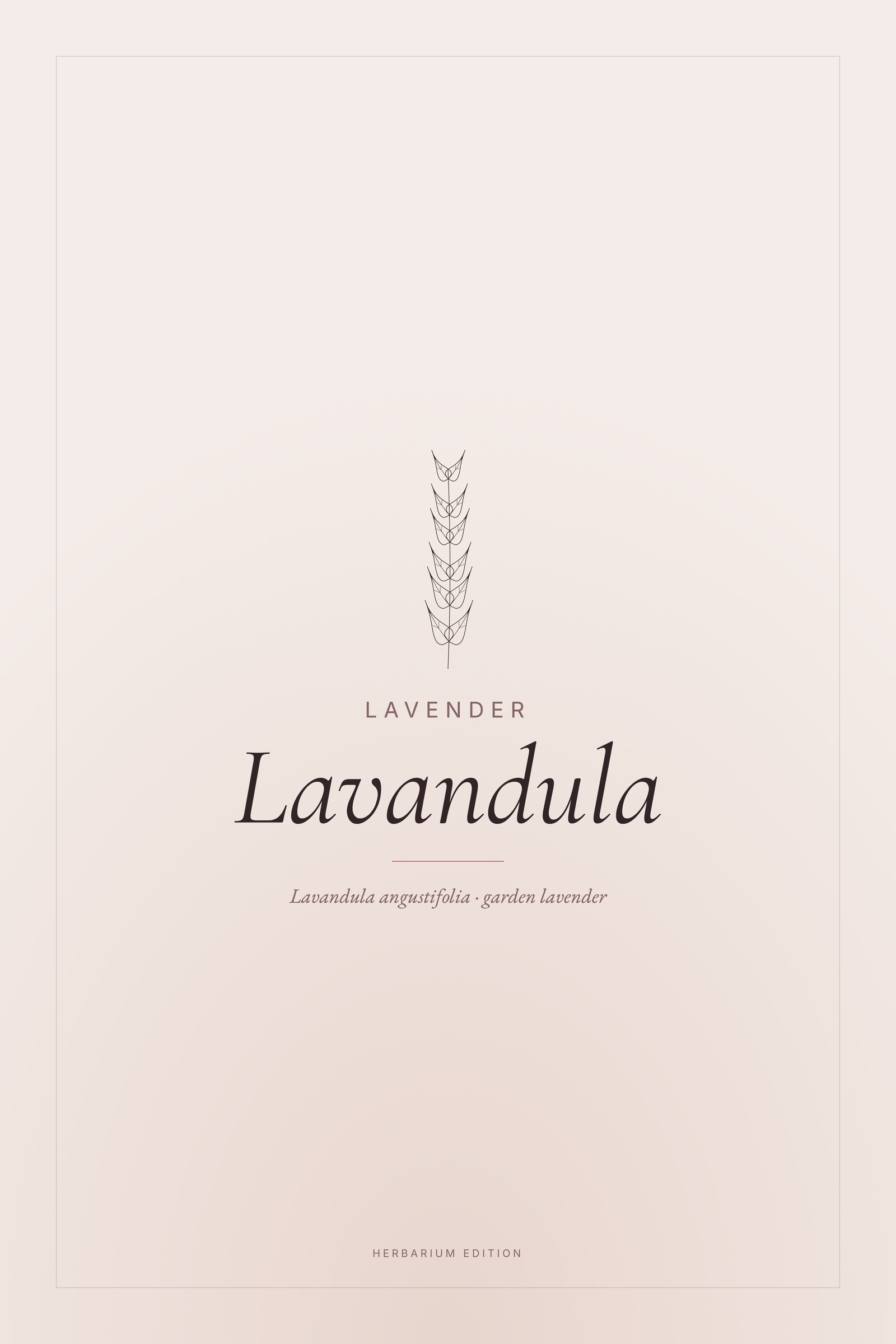 Lavandula — Typographic Botanical