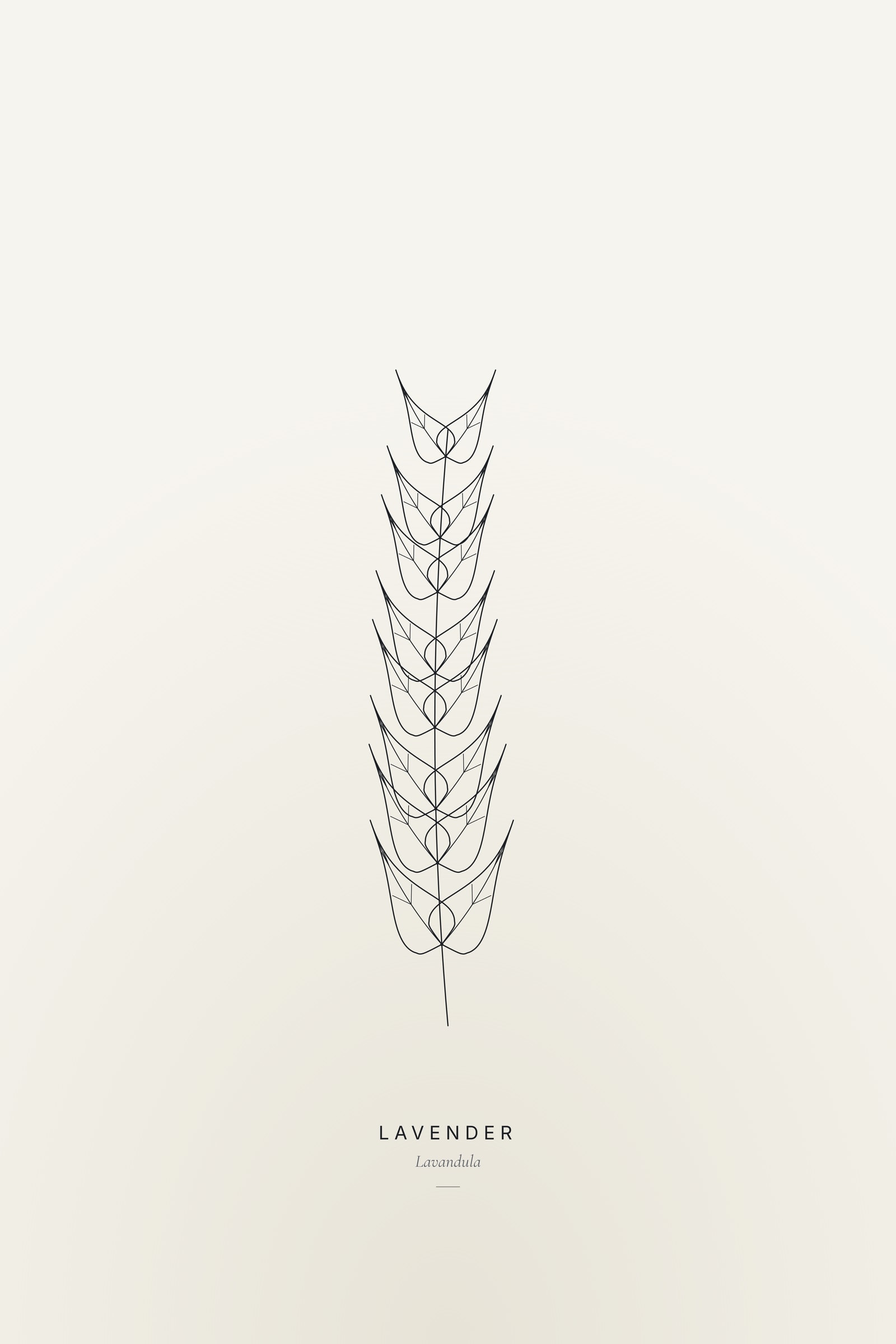 Lavender — Line Study