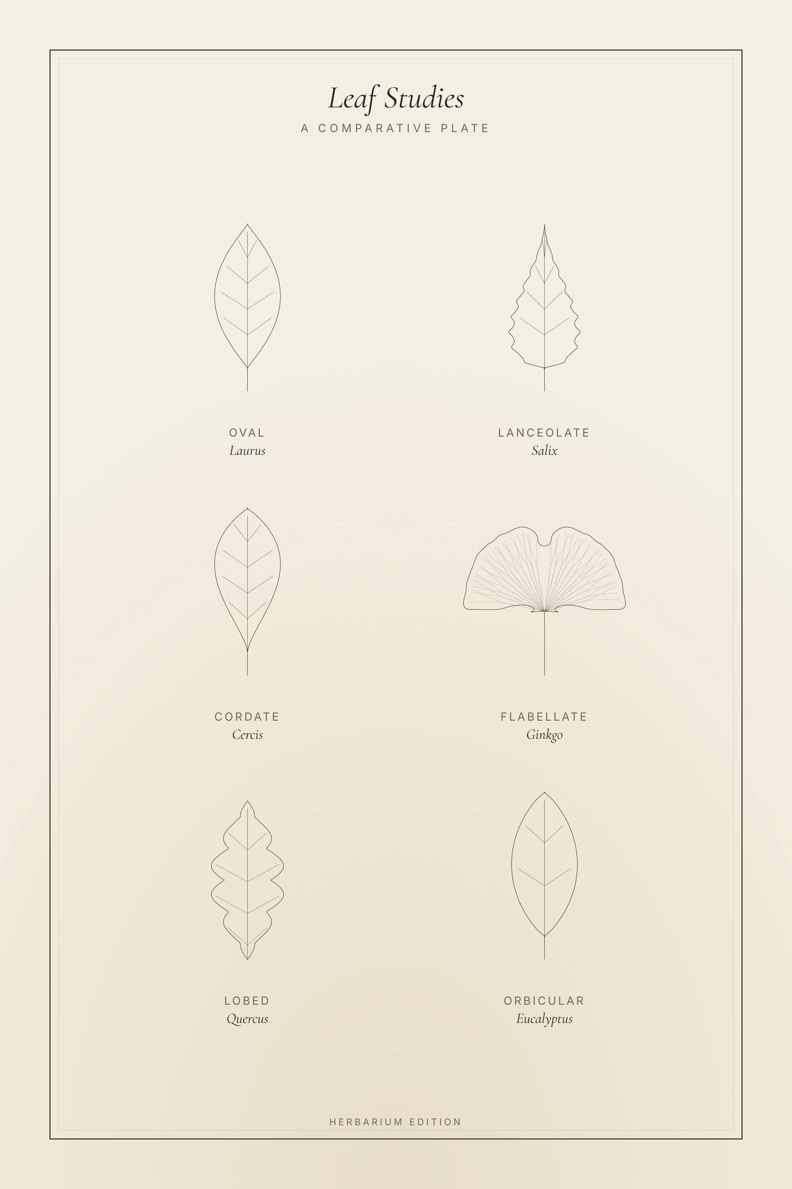 Leaf Studies — Botanical Plate