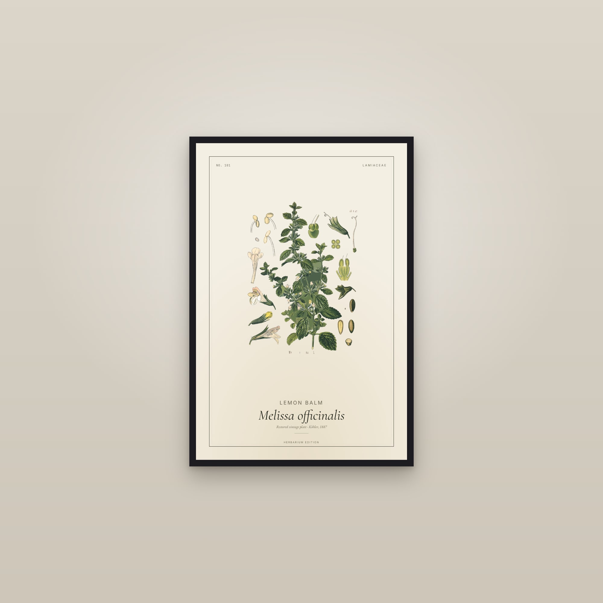 Lemon Balm (Botanical) — Botanical Plate — framed in a gallery setting