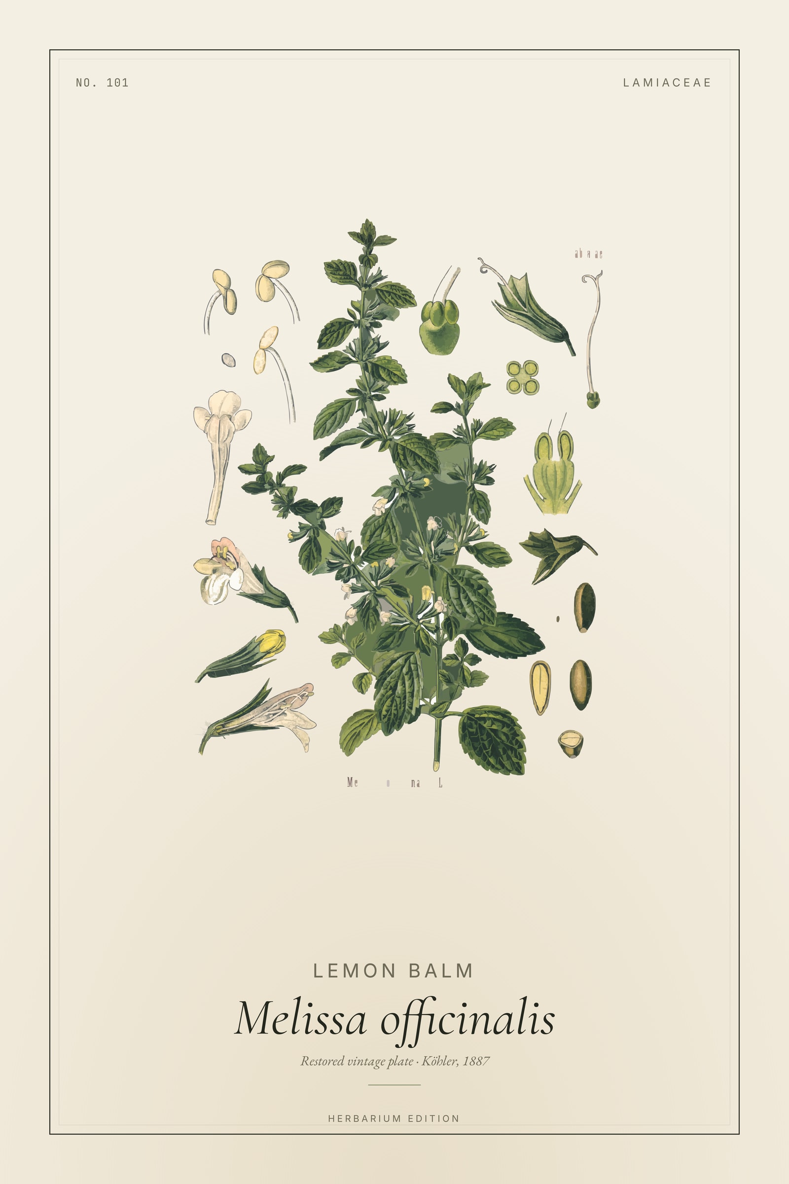 Lemon Balm (Botanical) — Botanical Plate