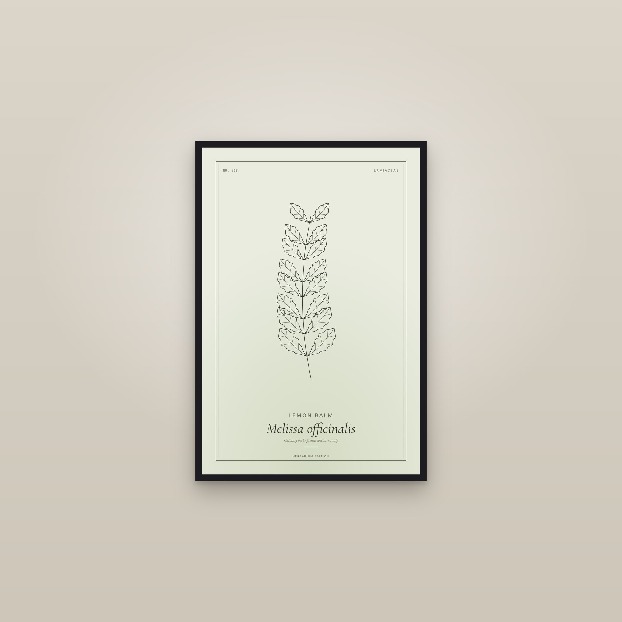 Lemon Balm — Botanical Specimen — framed in a gallery setting