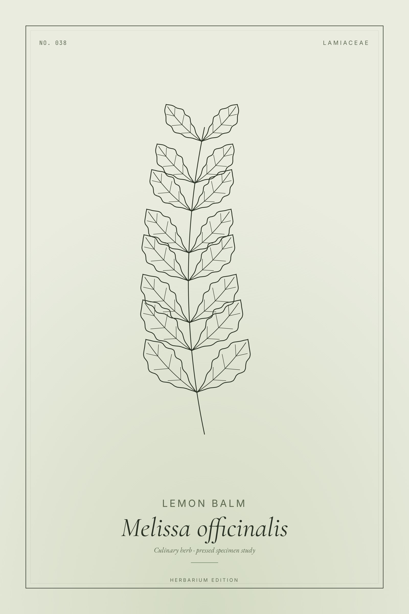 Lemon Balm — Botanical Specimen