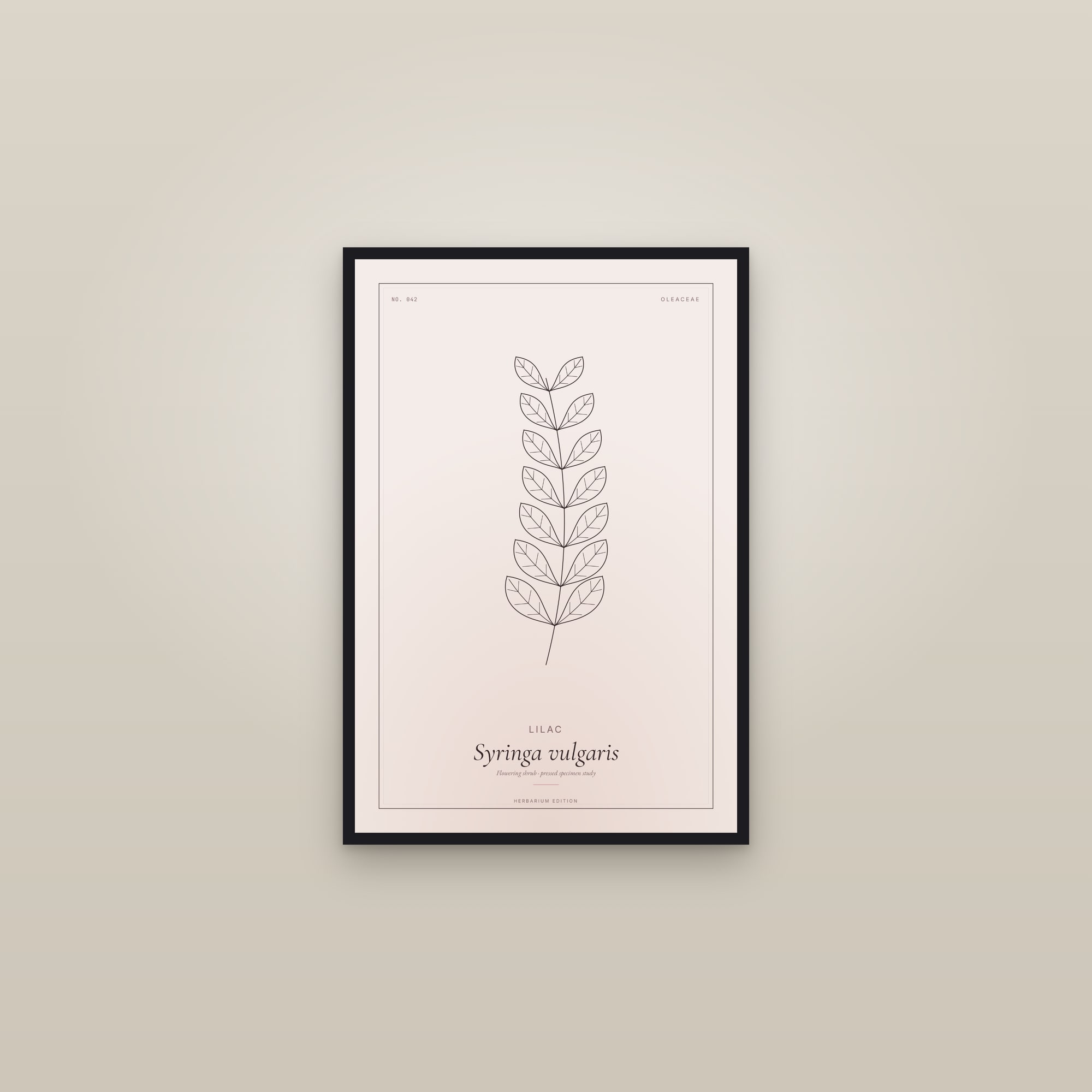 Lilac — Botanical Specimen — framed in a gallery setting