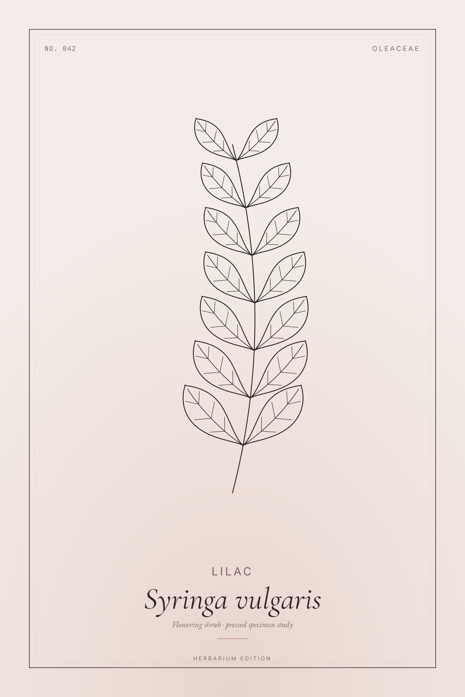 Lilac — Botanical Specimen